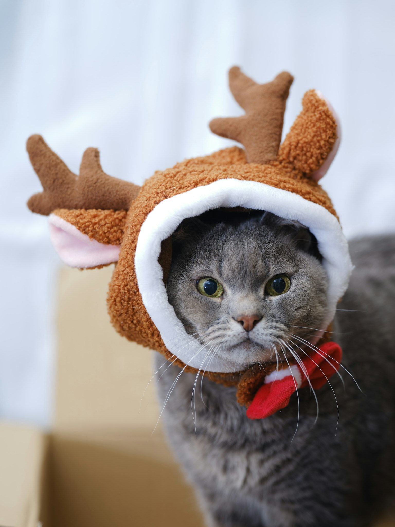 Graue Katze mit einem Rentierhut und Hörnern sieht überrascht aus