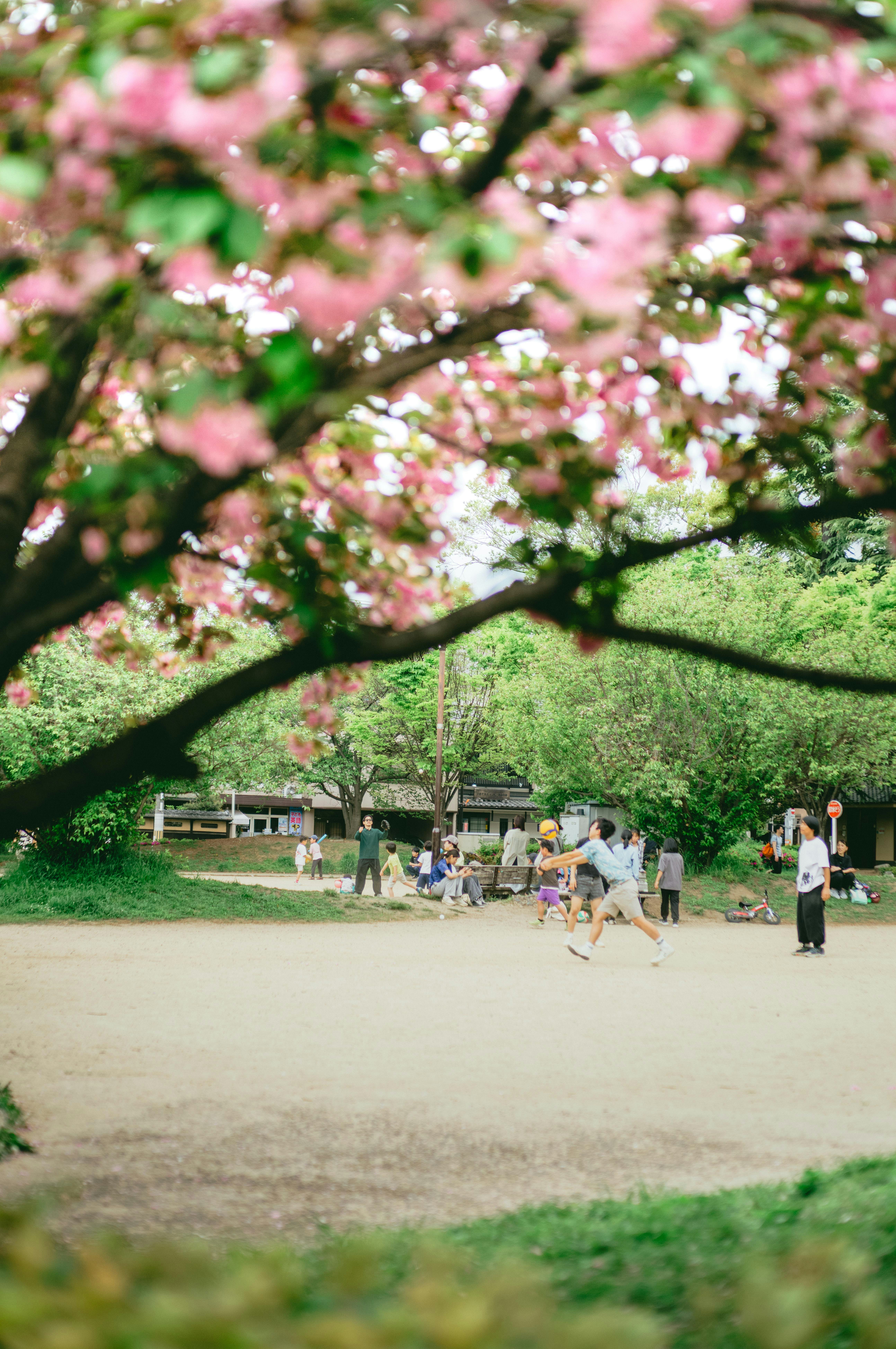 桜の枝越しに広がる公園の芝生と遊ぶ人々の風景