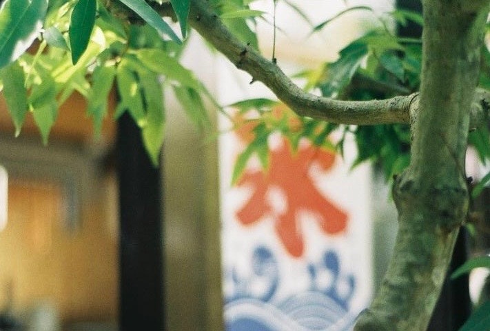木の枝と葉の間から見える暖簾のある路地
