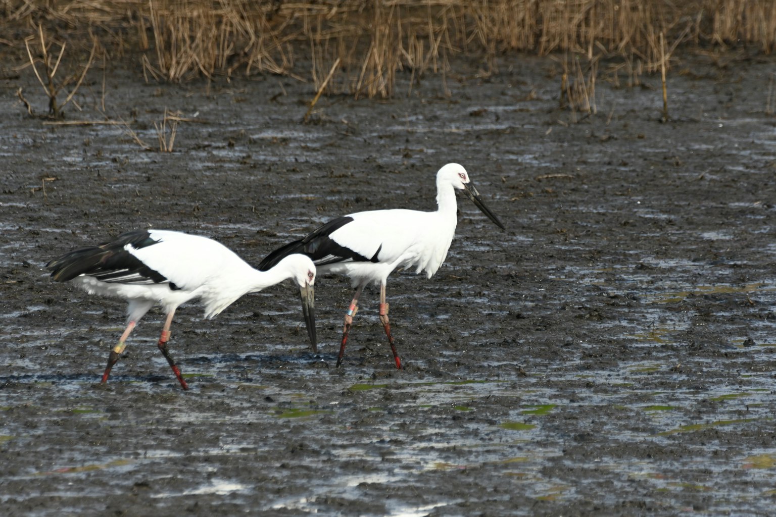 Two white storks walking in a wetland