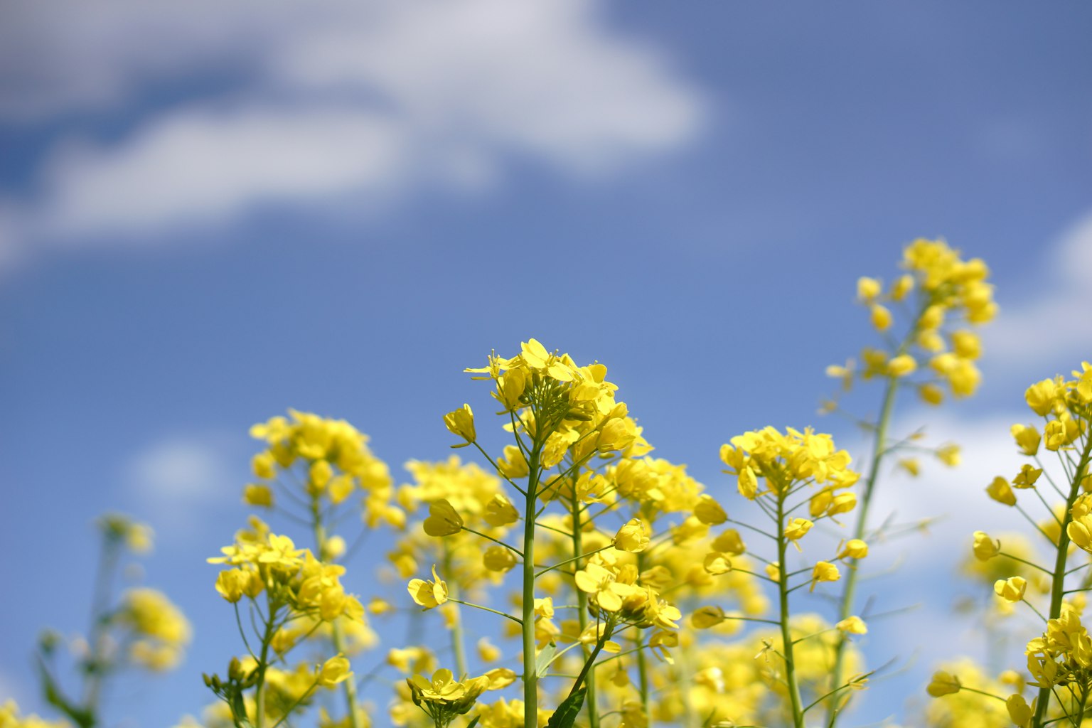 Feld mit gelben Blumen unter einem blauen Himmel