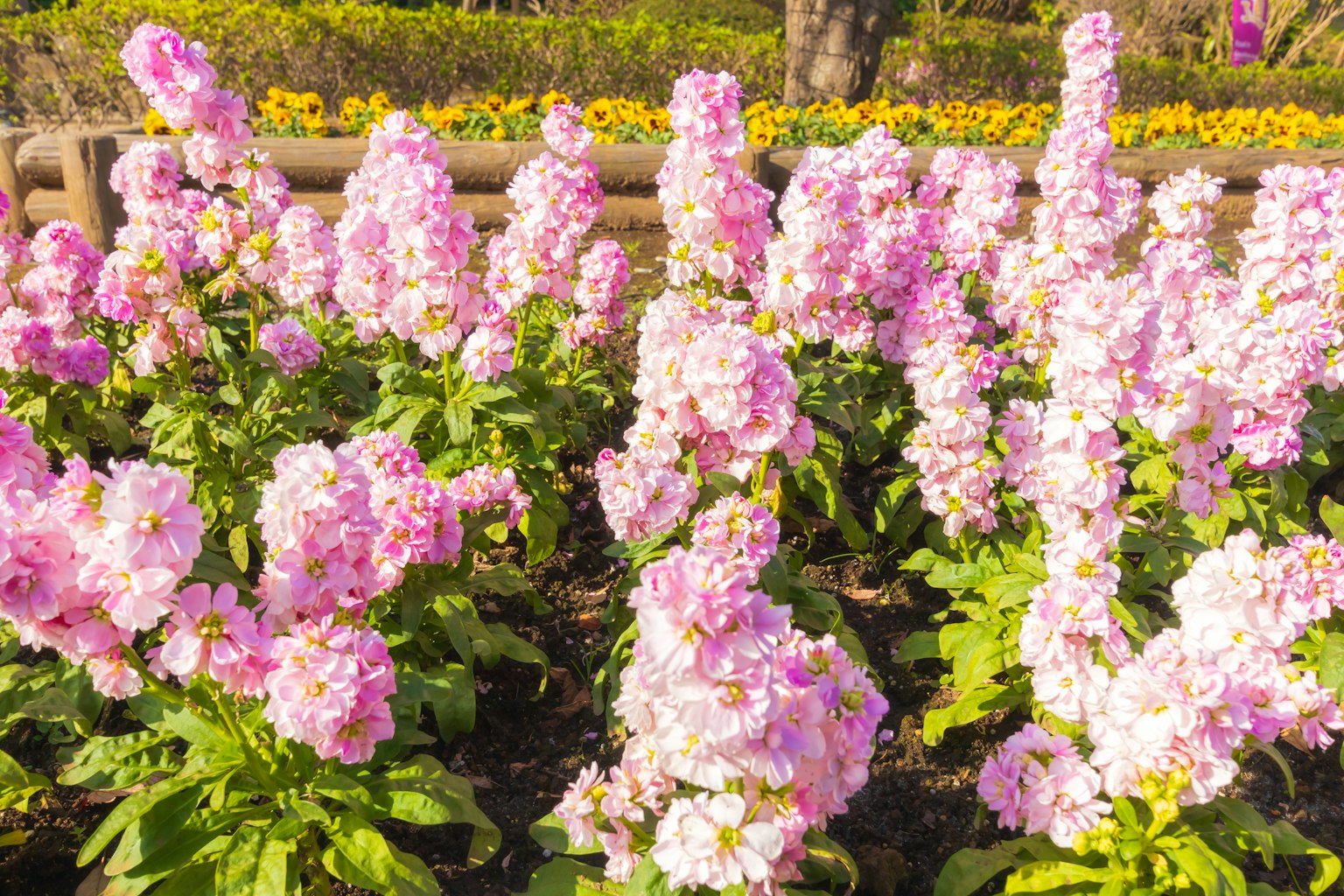 Grupo de flores rosas floreciendo en un jardín vibrante