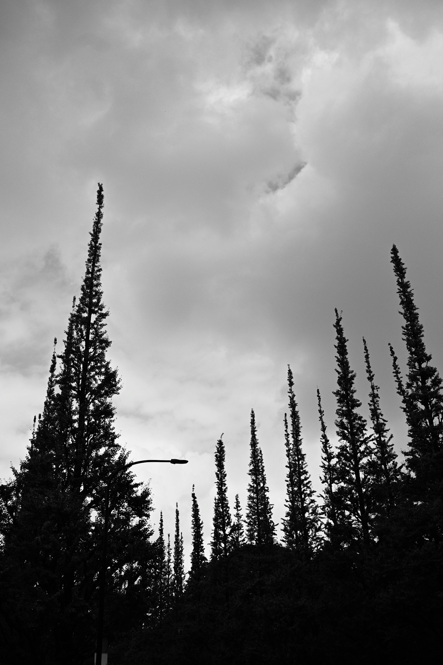 De grands pins se détachant sur un ciel nuageux en noir et blanc