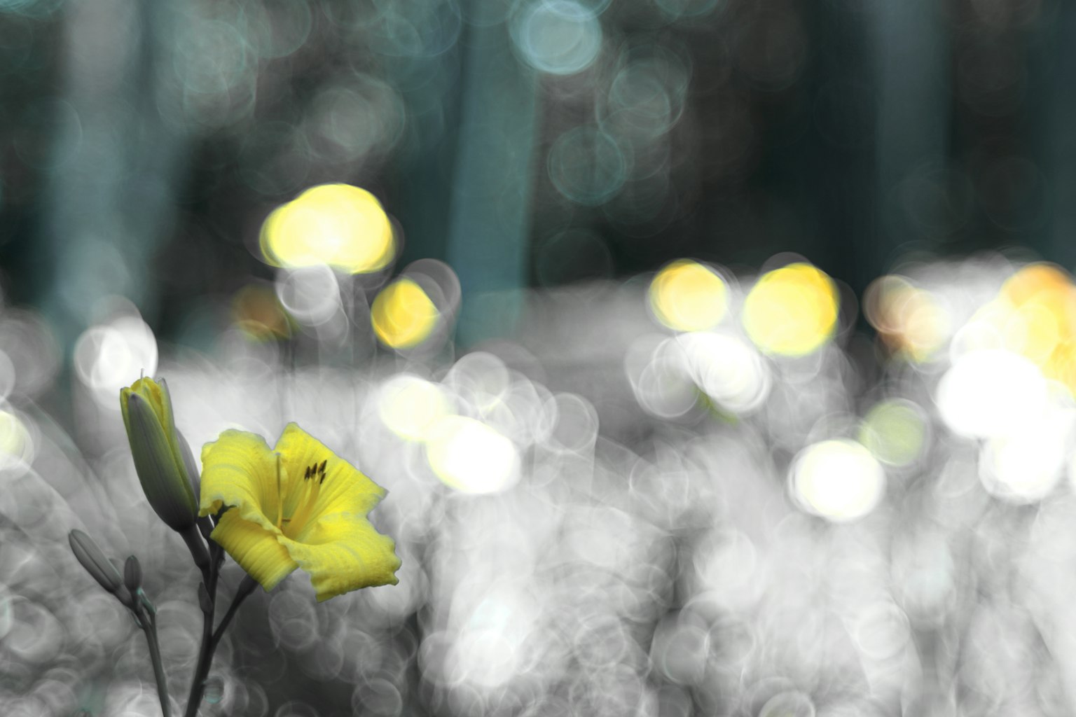 흐릿한 배경에 돋보이는 생생한 노란 꽃