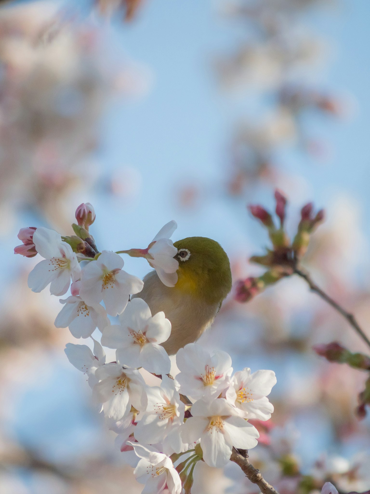Ein kleiner Vogel, der Nektar zwischen Kirschblüten trinkt