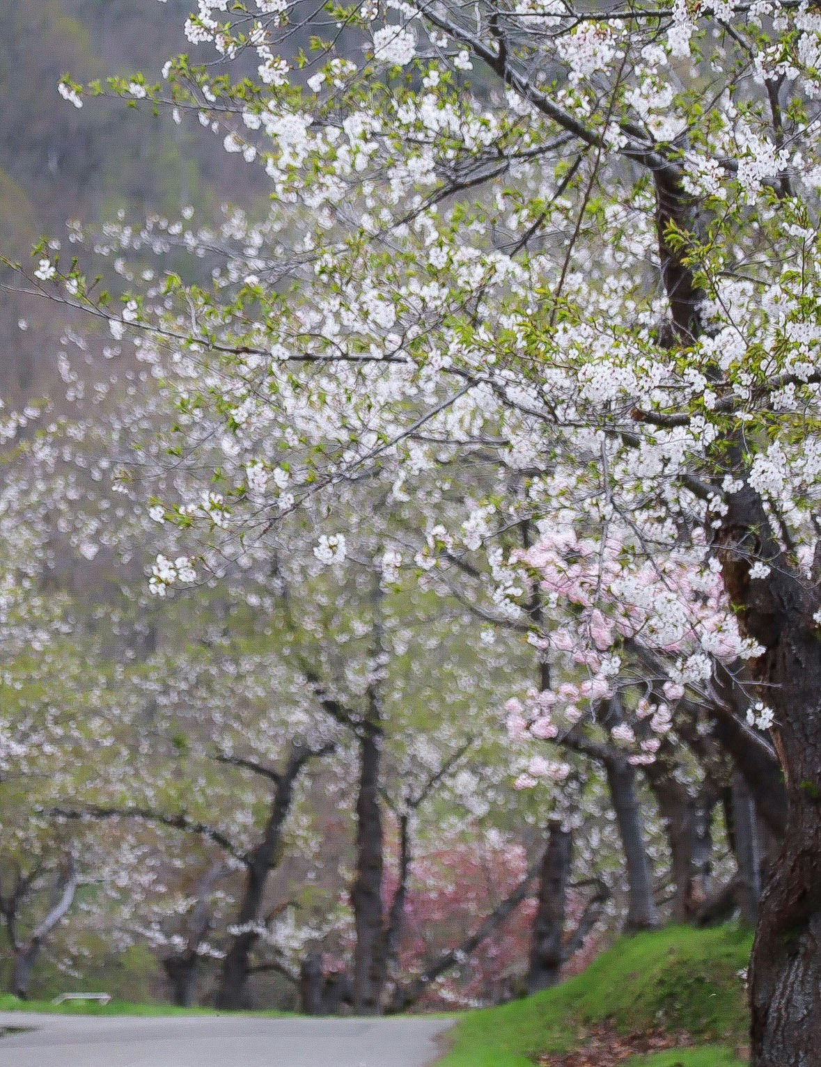 桜並木の小道を見上げる春の景色