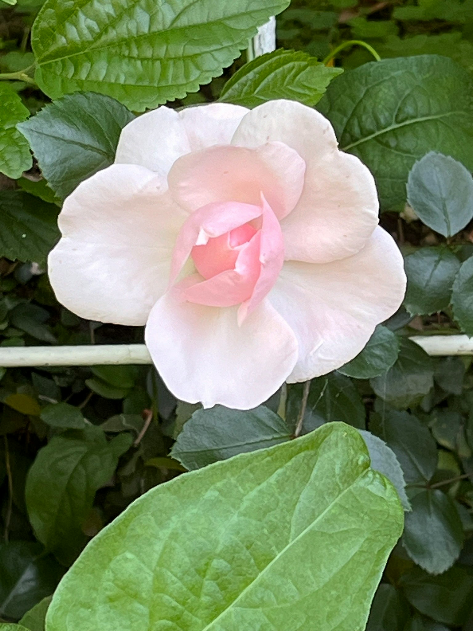 Une fleur rose pâle entourée de feuilles vertes