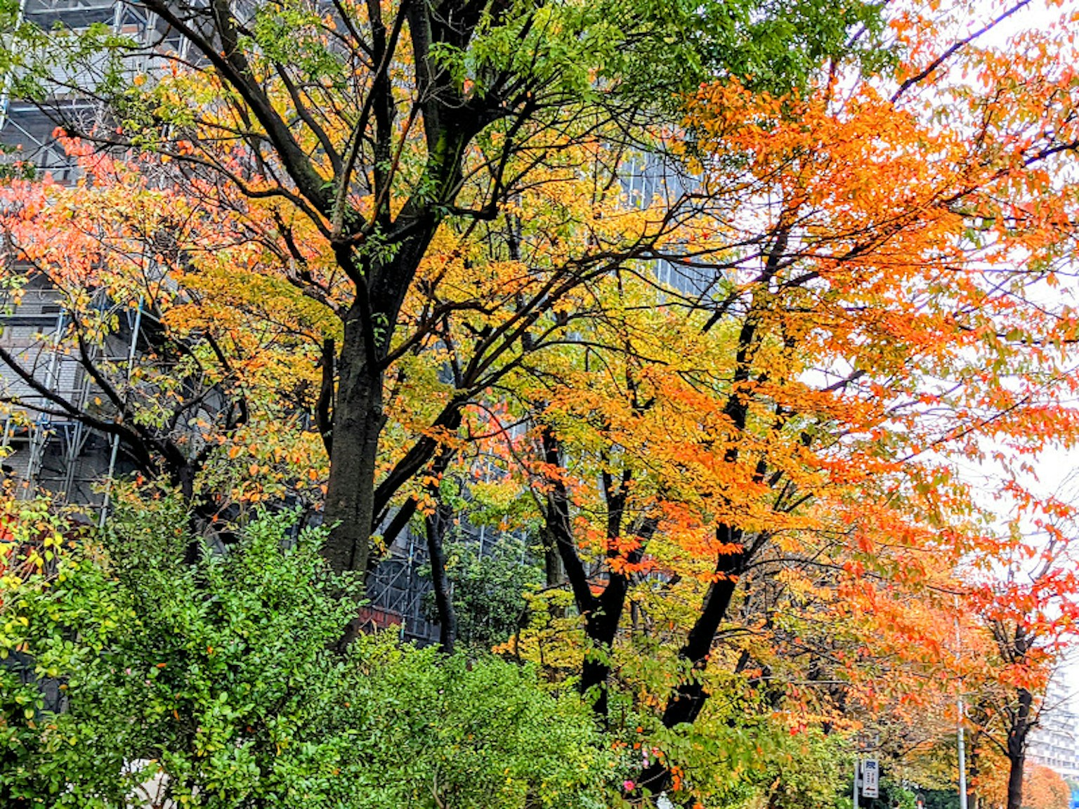 Feuillage automnal vibrant sur des arbres en milieu urbain