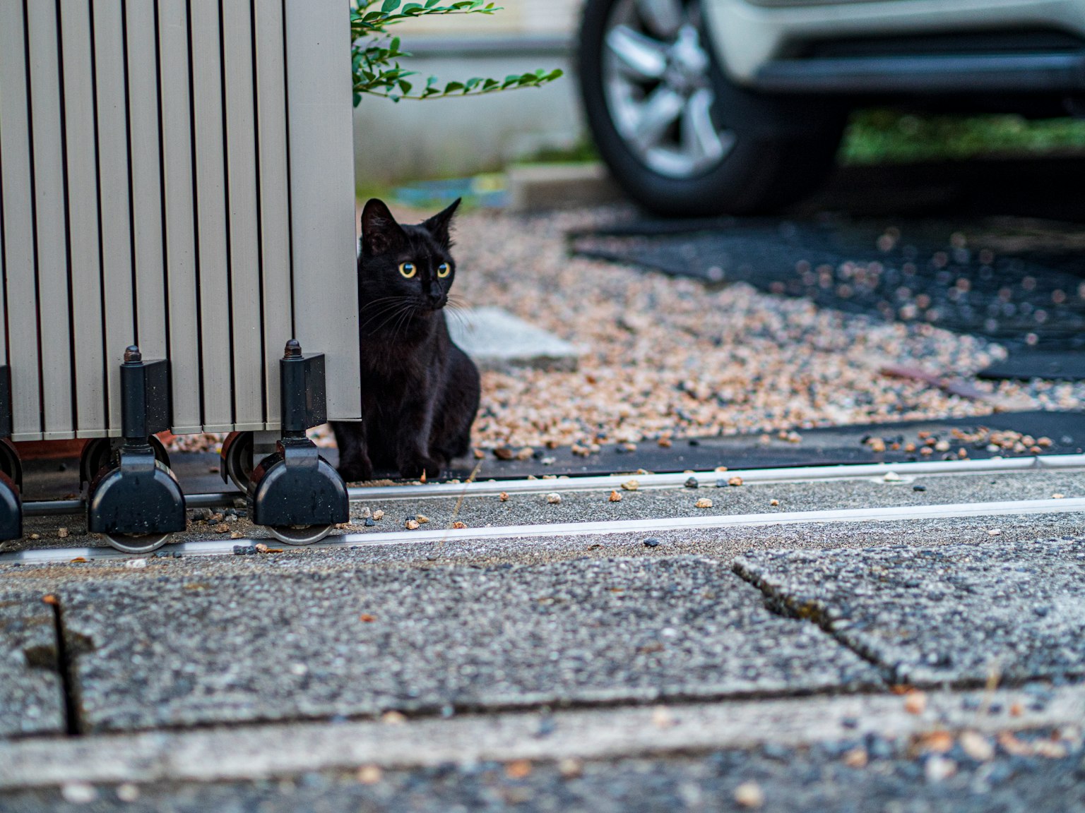 Eine schwarze Katze versteckt sich in der Nähe eines Zauns in einer ruhigen Umgebung