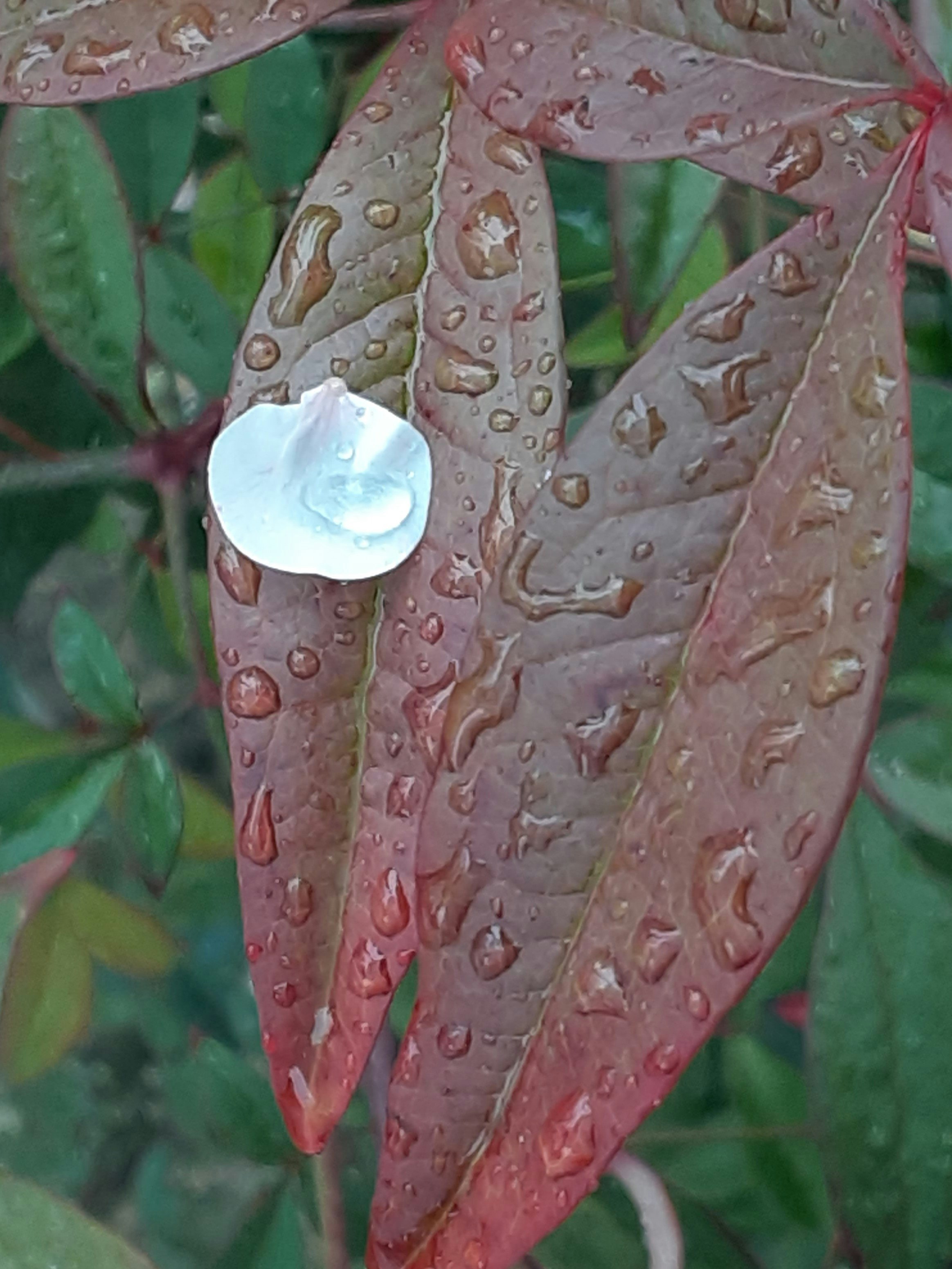 雨粒の付いた赤い葉と白い花のつぼみ