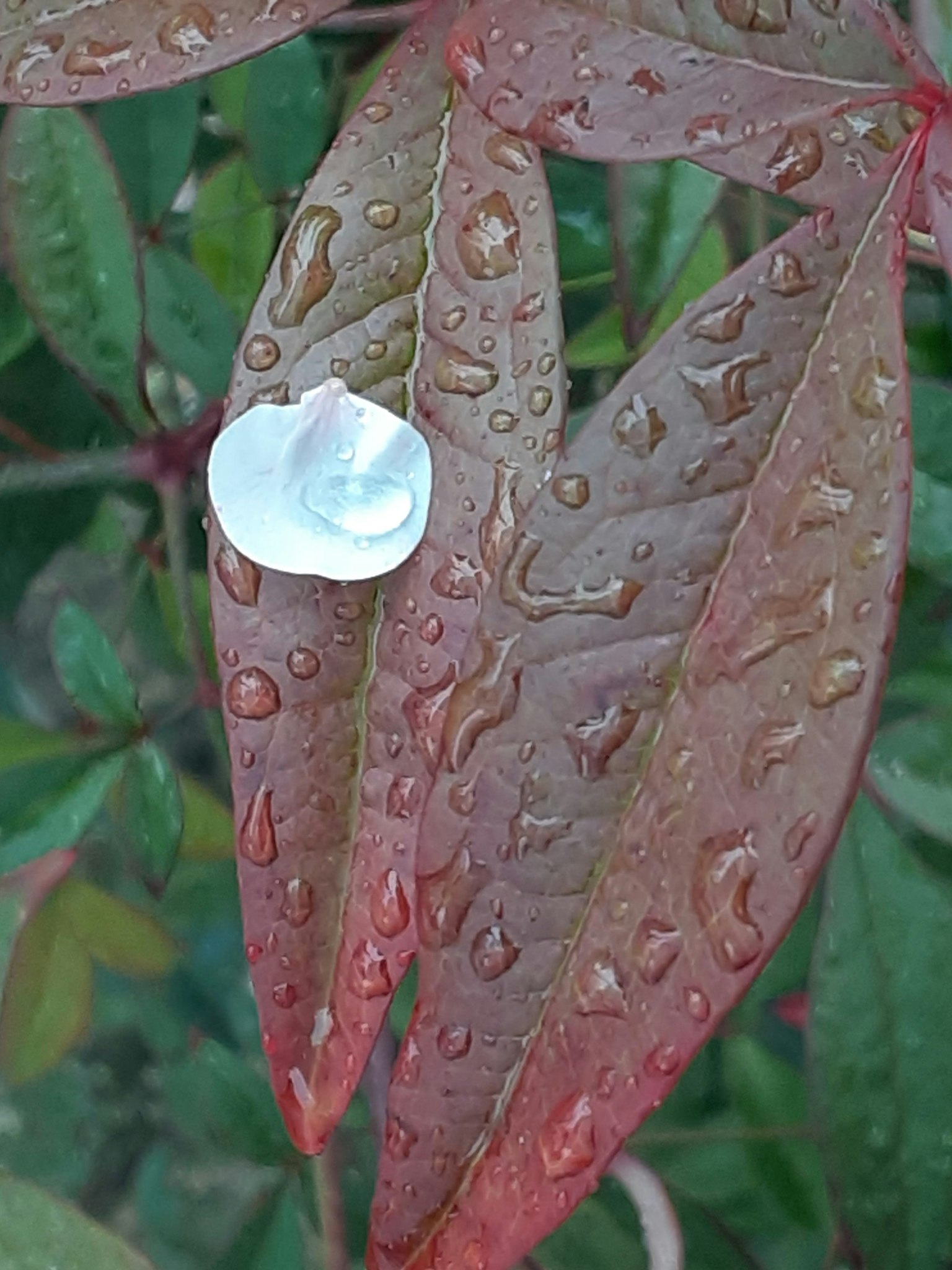 A white petal resting on a red leaf with droplets of water