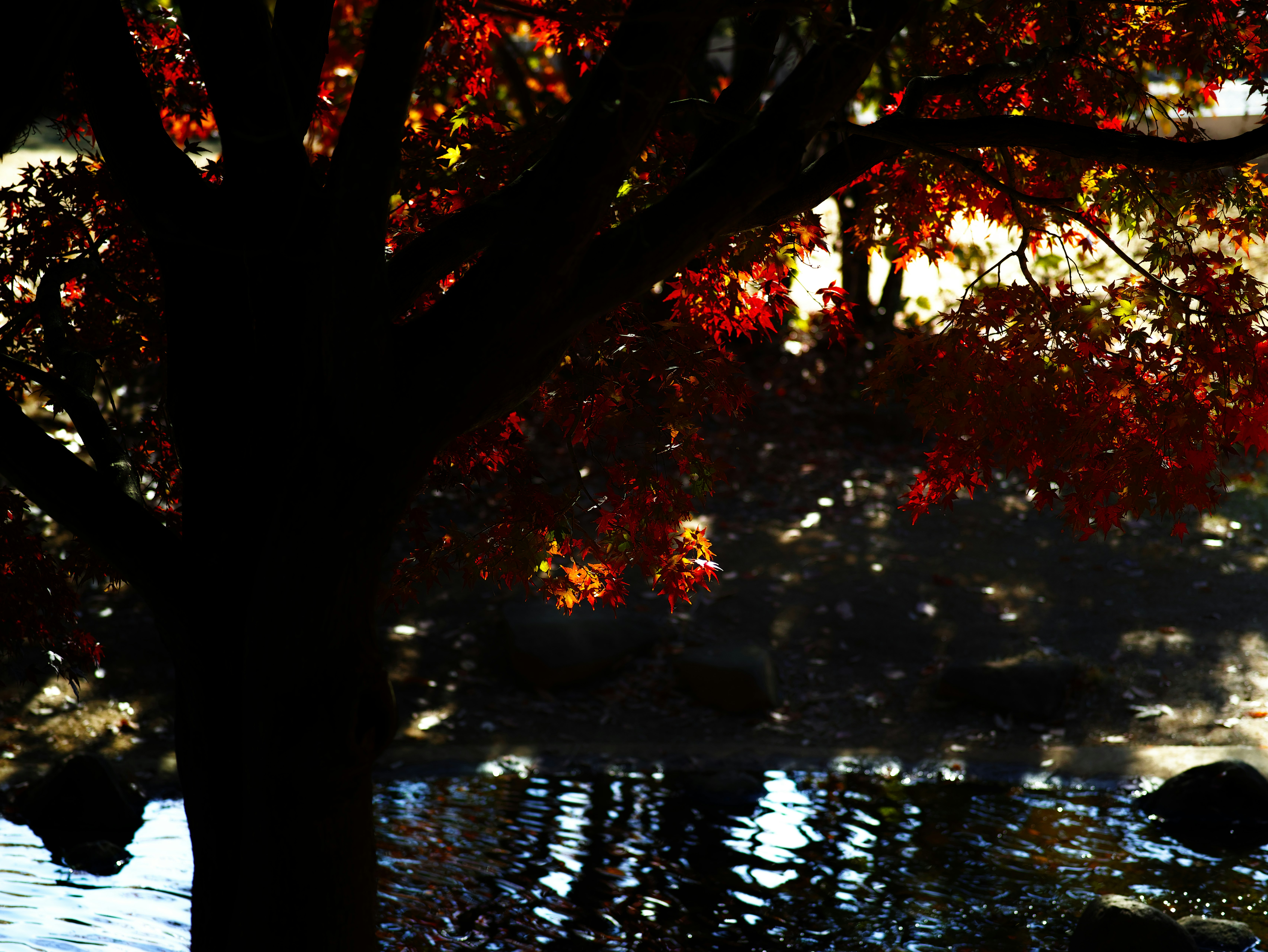 川沿いの木の幹と紅葉の反射