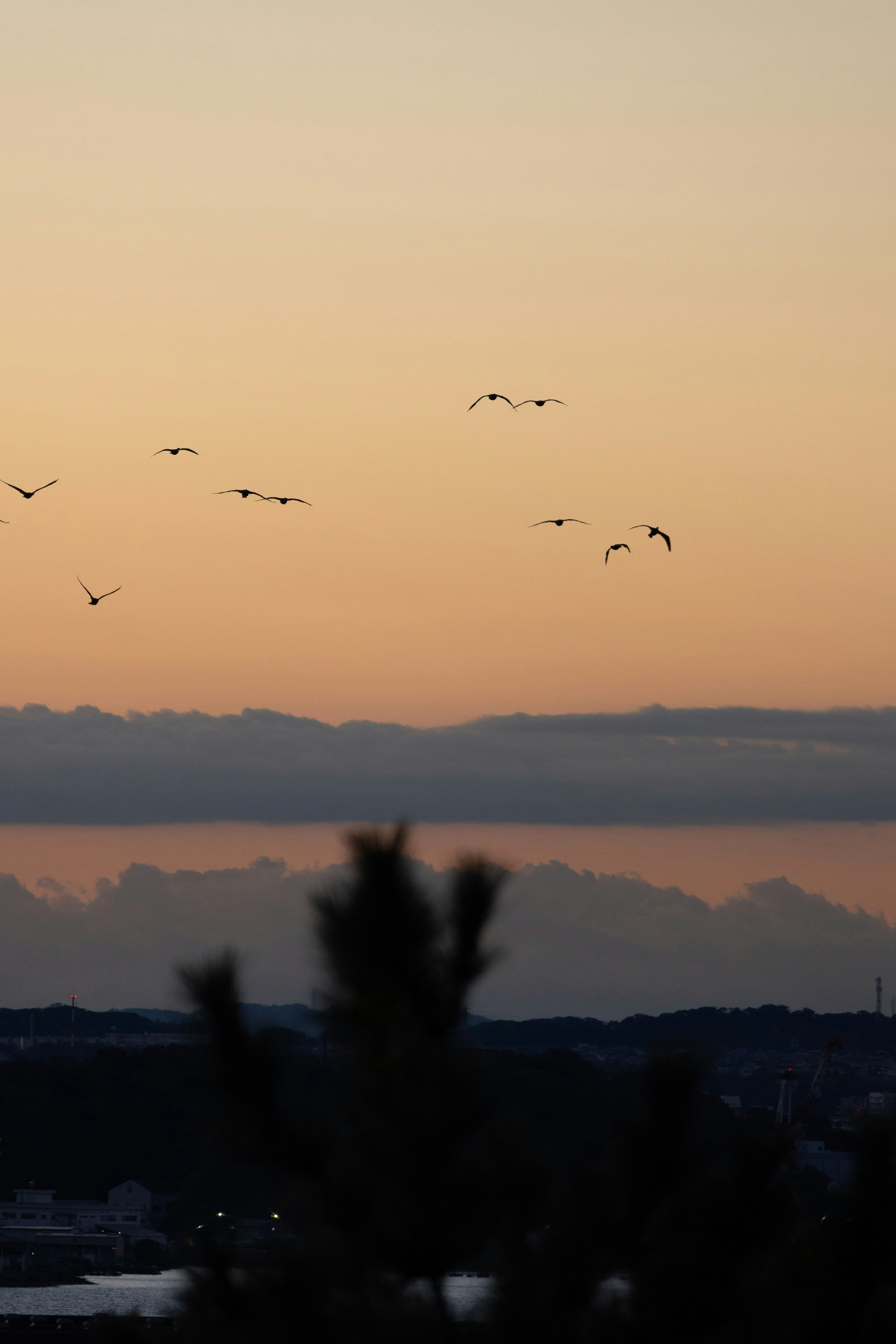 夕暮れの空と遠くに浮かぶ鳥のシルエット