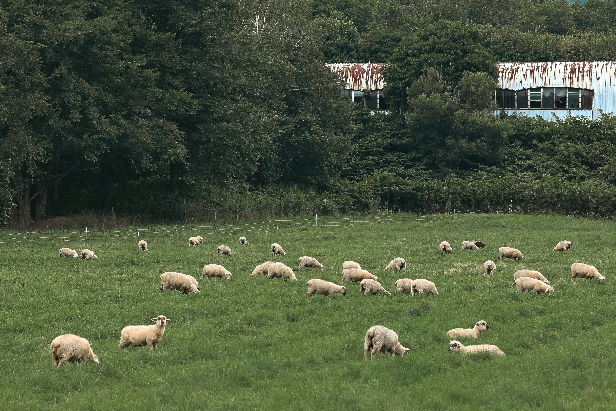 a flock of sheep grazing on a green pasture
