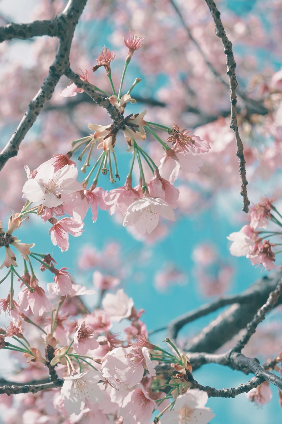 寒櫻（大寒桜）枝頭的粉色花朵