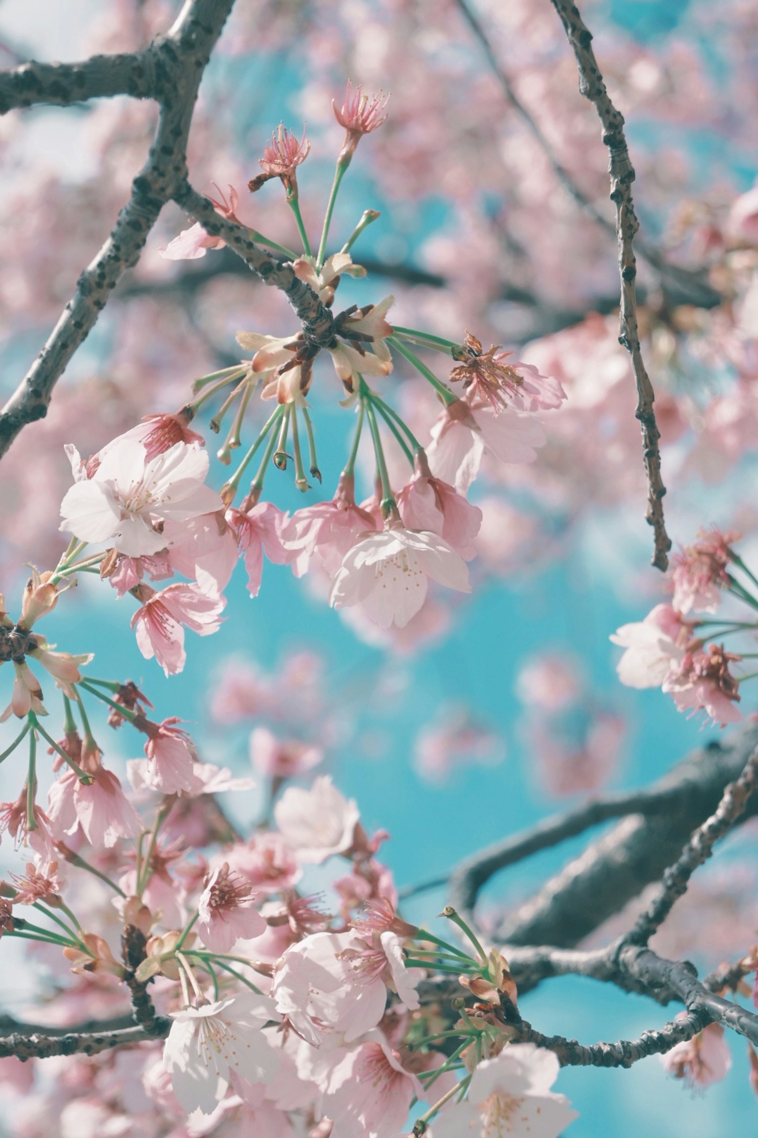 Close-up of cherry blossoms on branches against a blue sky