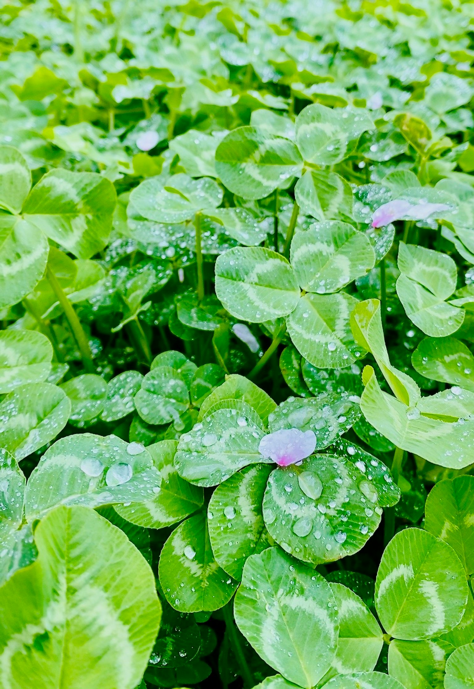 Un folto gruppo di foglie di trifoglio coperte di gocce d'acqua