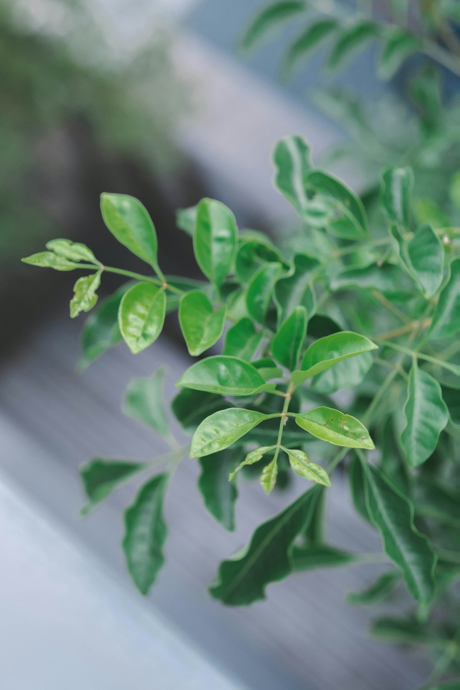 Primer plano de hojas verdes vibrantes en una planta