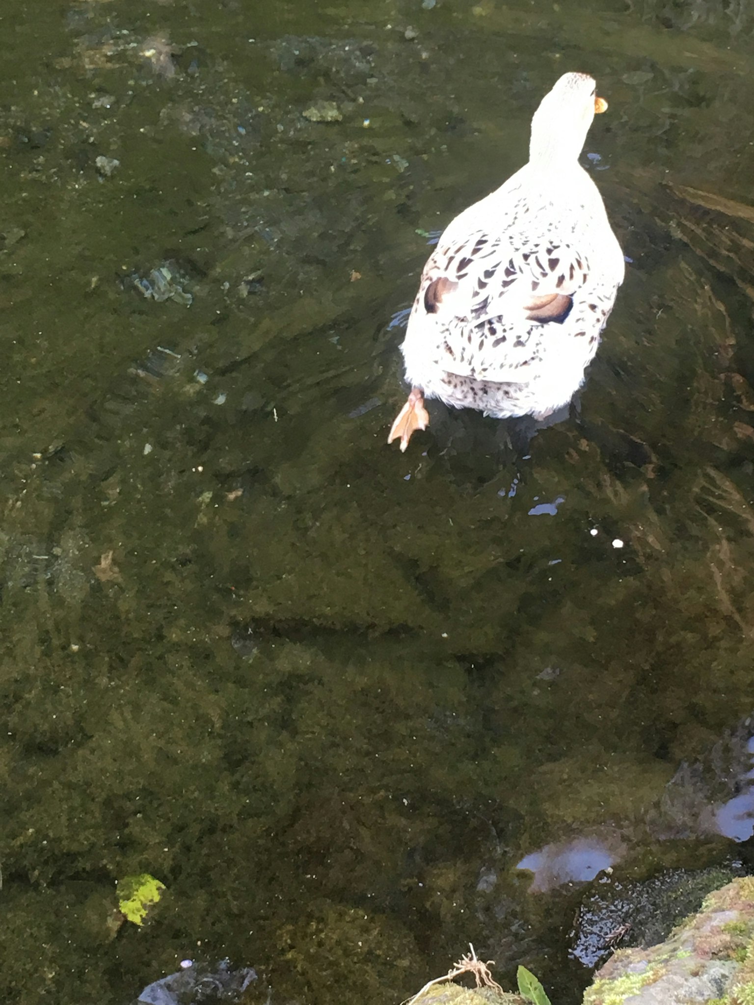 A white duck swimming in a pond