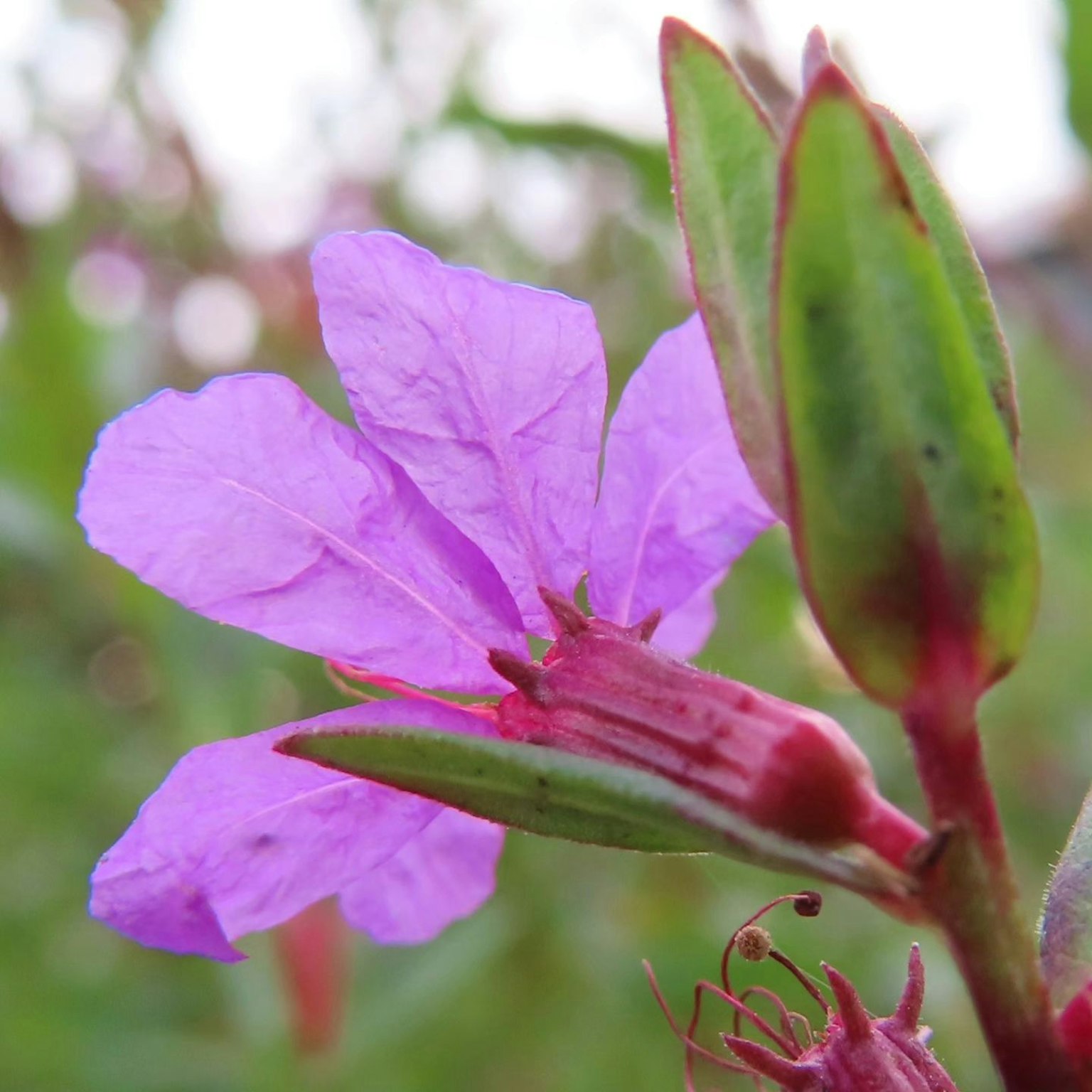 Nahaufnahme einer Pflanze mit einer lila Blume und grünen Blättern