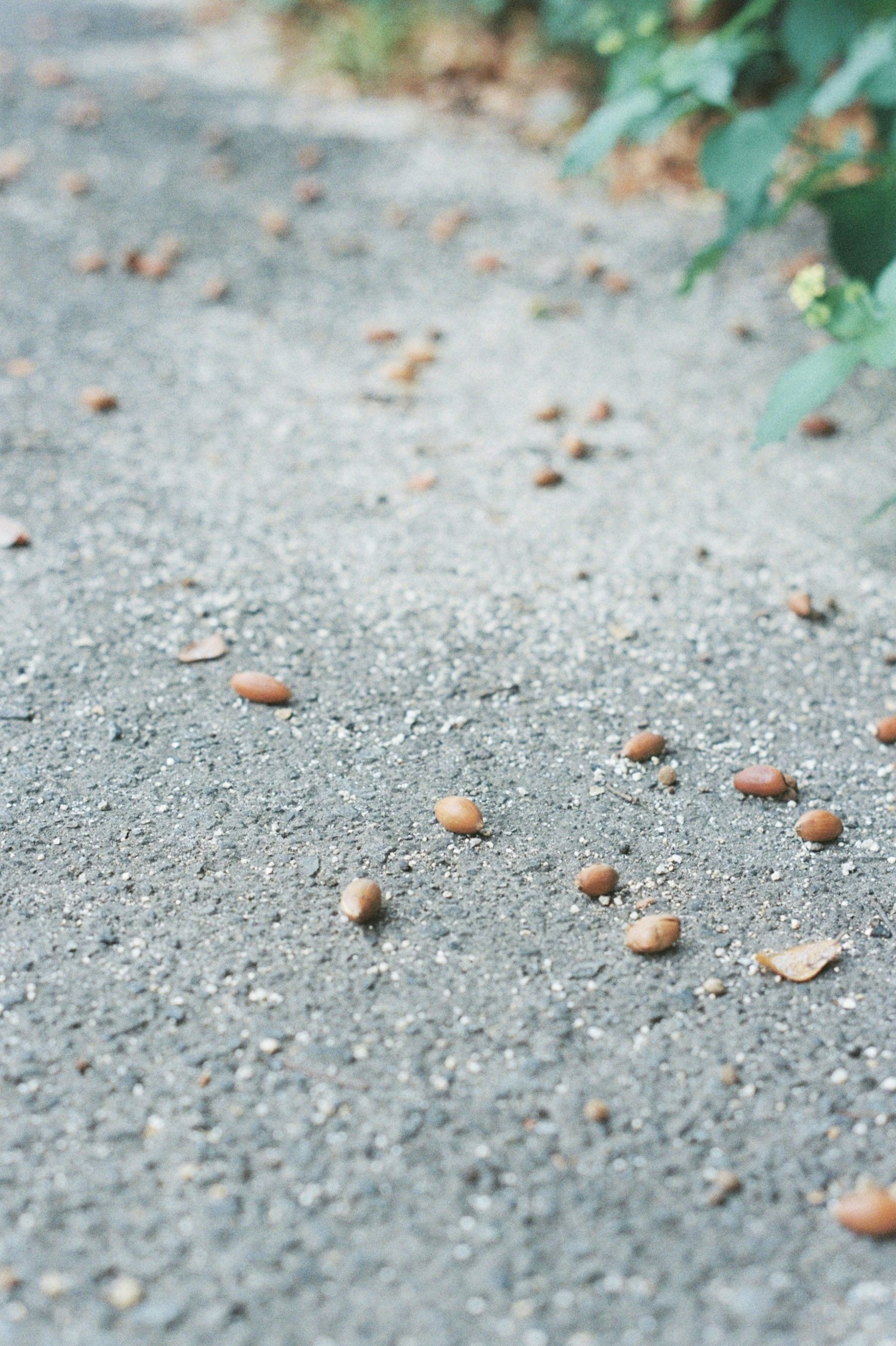 Glands et feuilles sèches éparpillés sur un chemin pavé