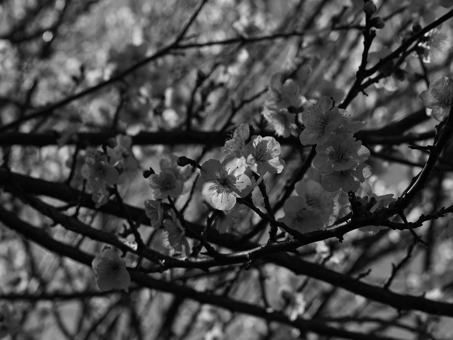 Close-up of flowers blooming on branches in black and white