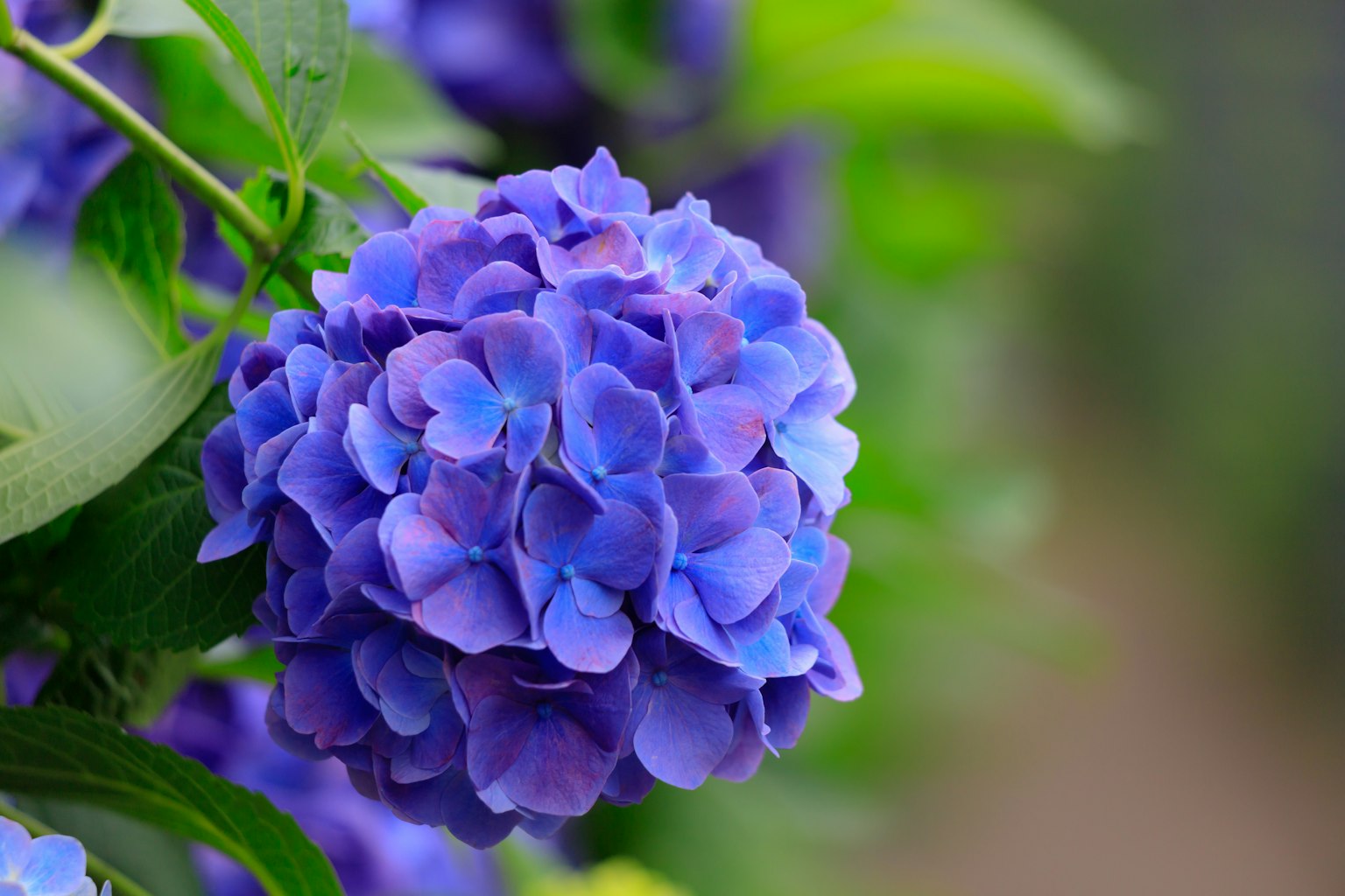 Close-up bunga hydrangea biru-ungu mekar
