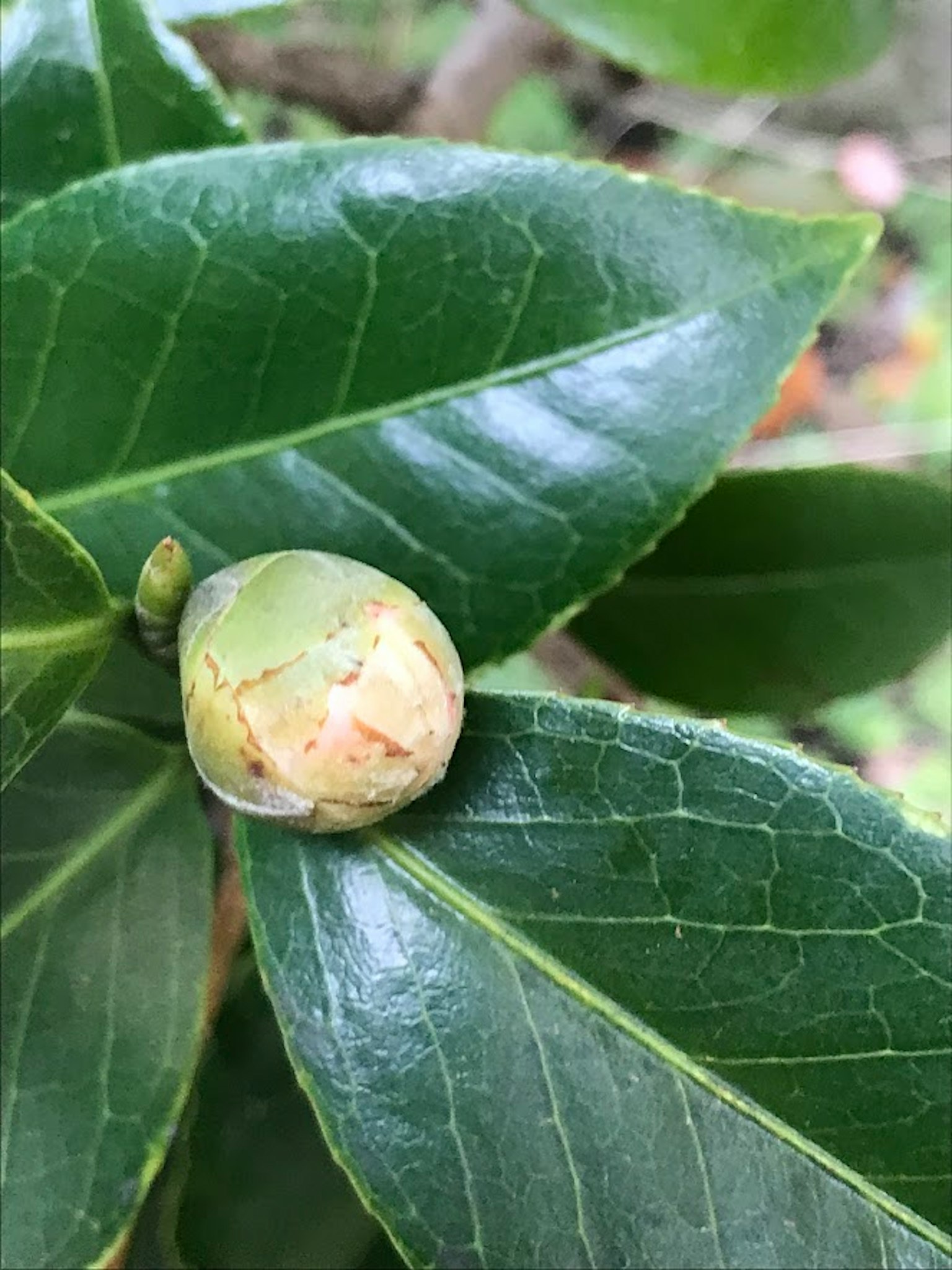 緑の葉の上にある茶の花のつぼみ