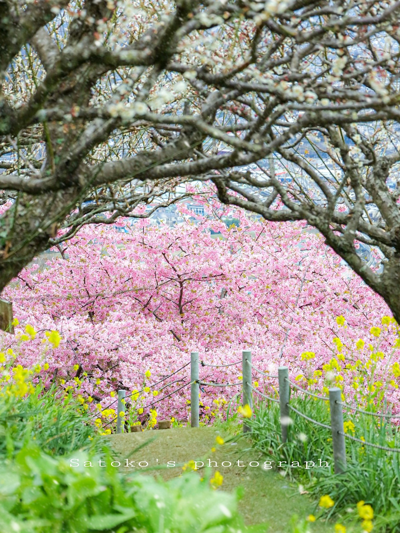 Schöne Szene von Kirschblüten mit lebhaften rosa Blumen und grünem Laub