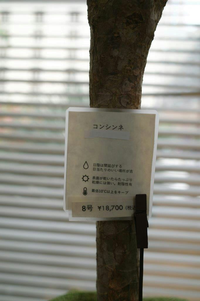 樹幹上貼著的價格牌