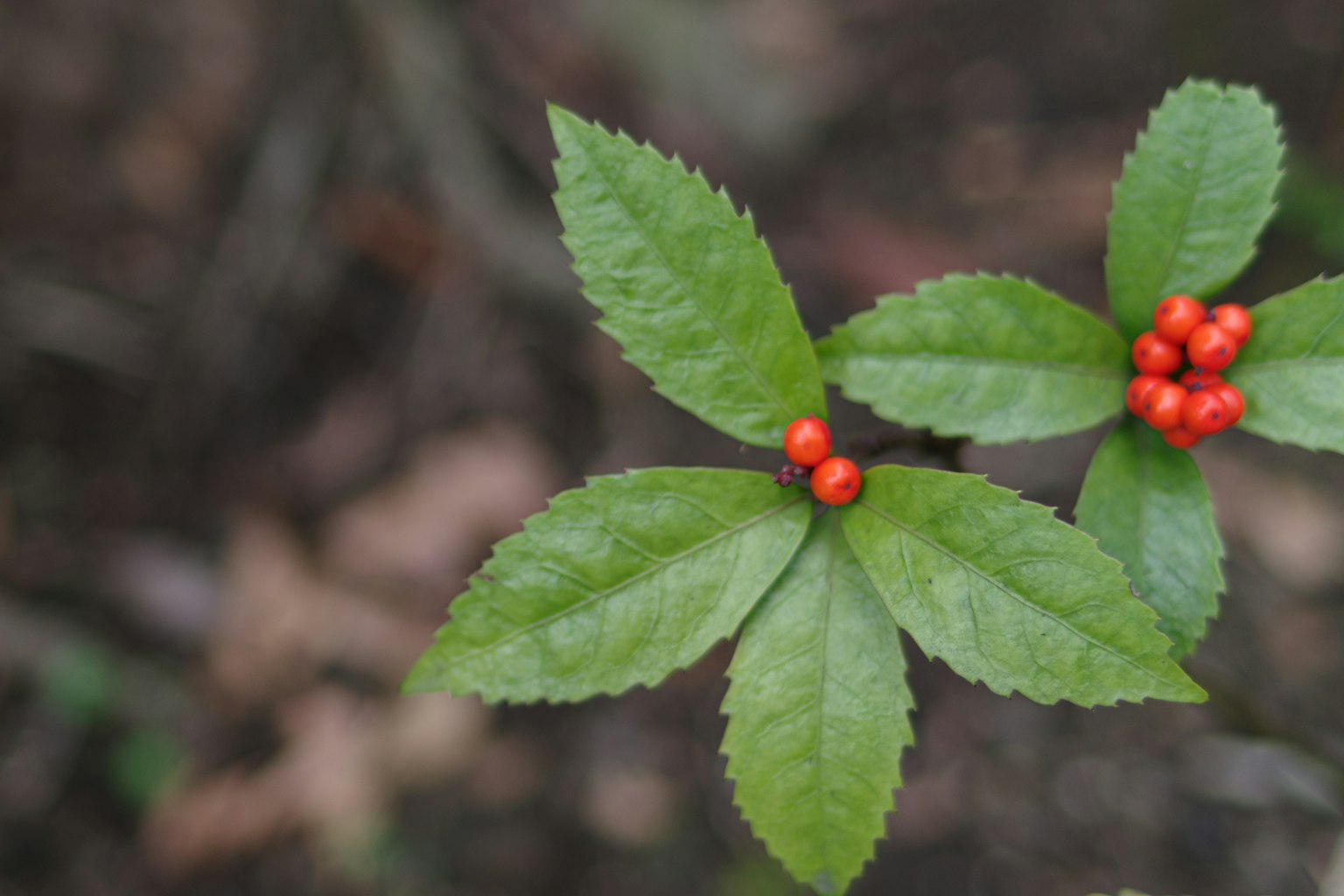 Close-up of a plant with green leaves and red berries