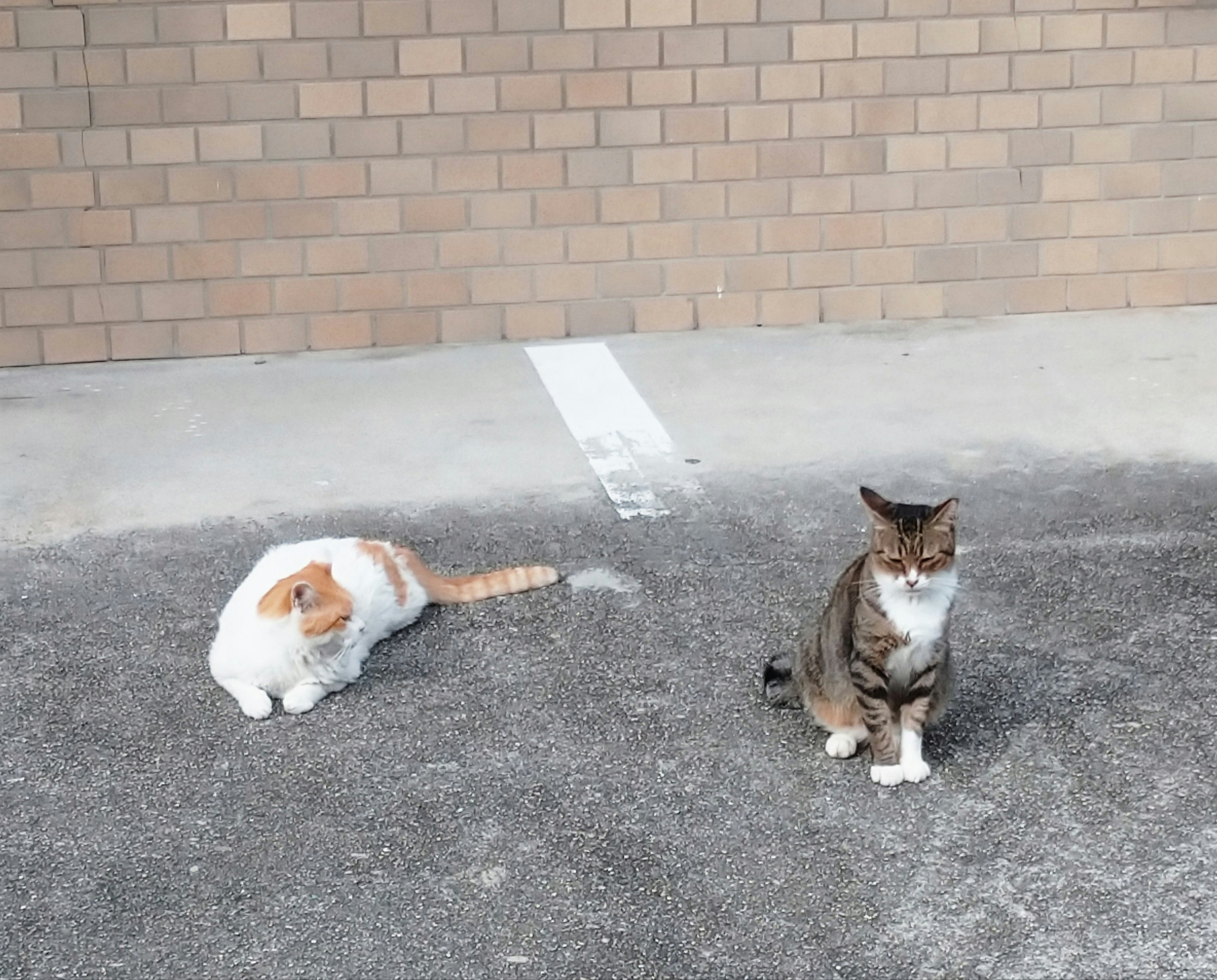 路地のコンクリートにいる保護猫