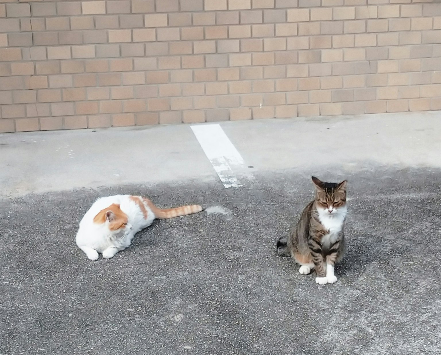 Deux chats dans un parking Un chat blanc et un chat marron et noir