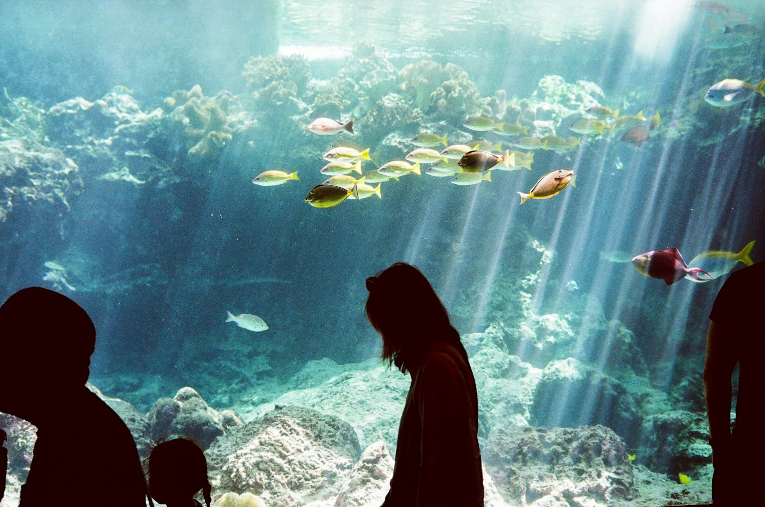 Silhouetted figures in an aquarium with sunlight streaming through and fish swimming
