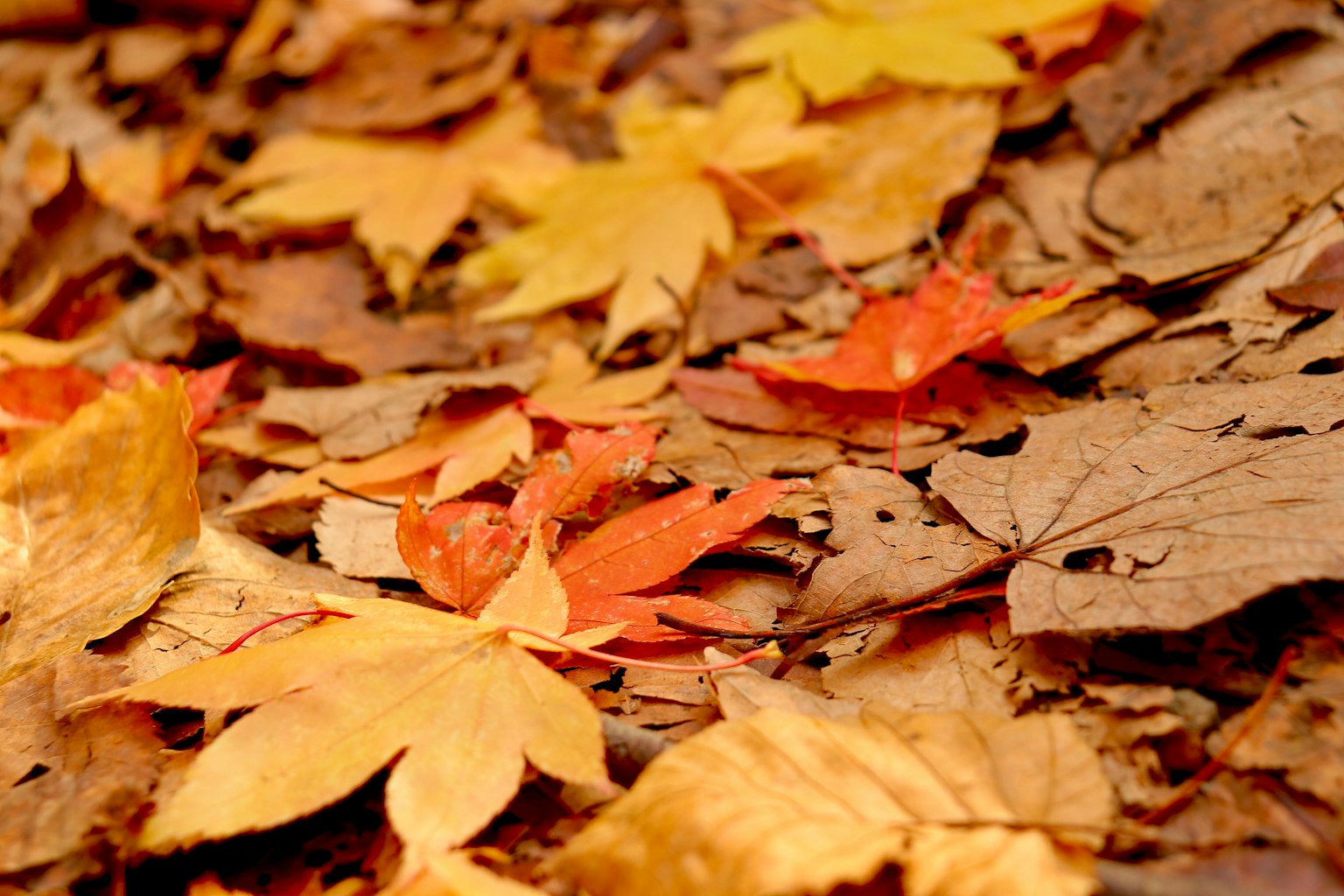 Hojas de otoño coloridas esparcidas por el suelo