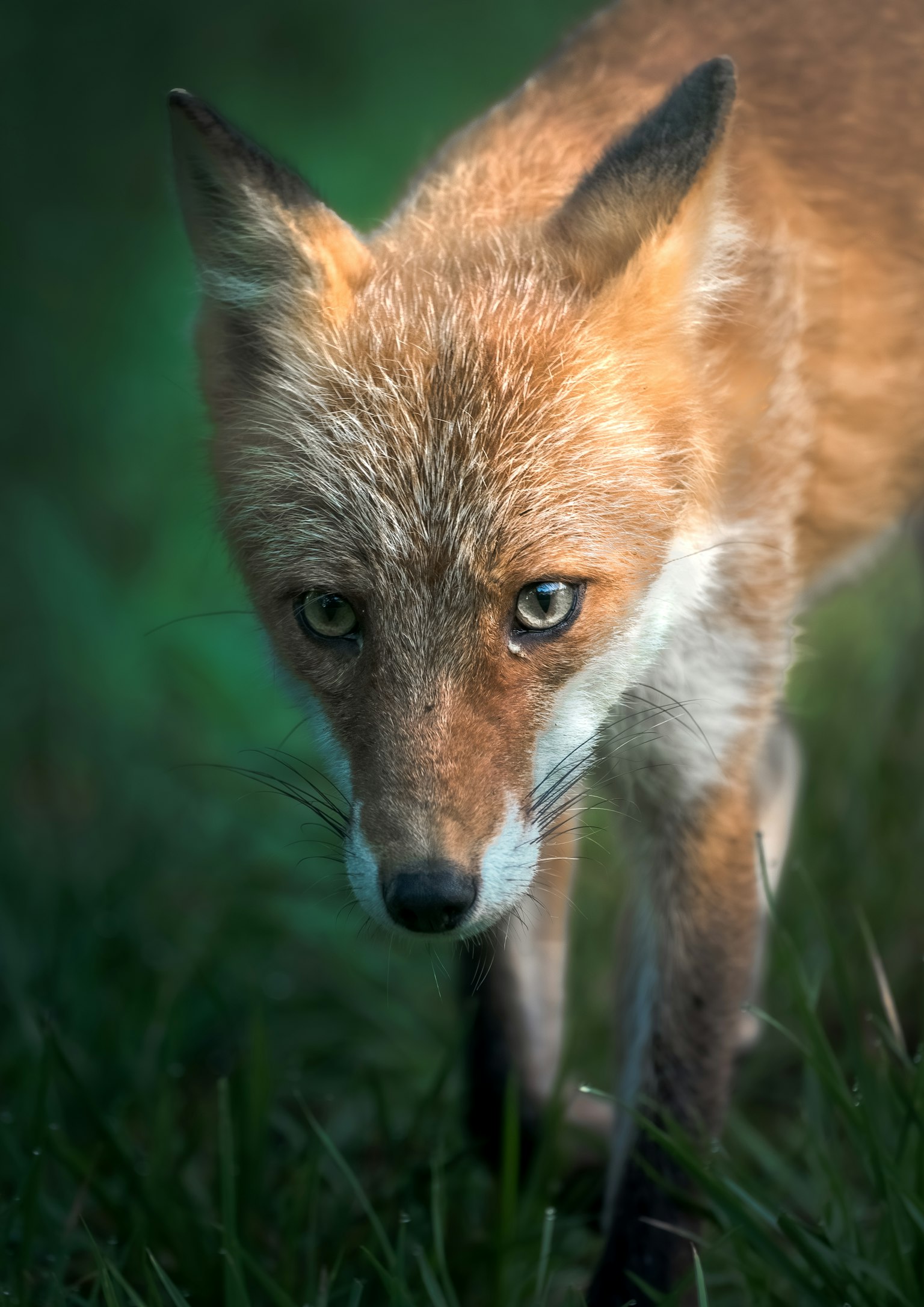 Nahaufnahme eines sich nähernden Fuchses mit scharfen Augen und detaillierter Fellstruktur