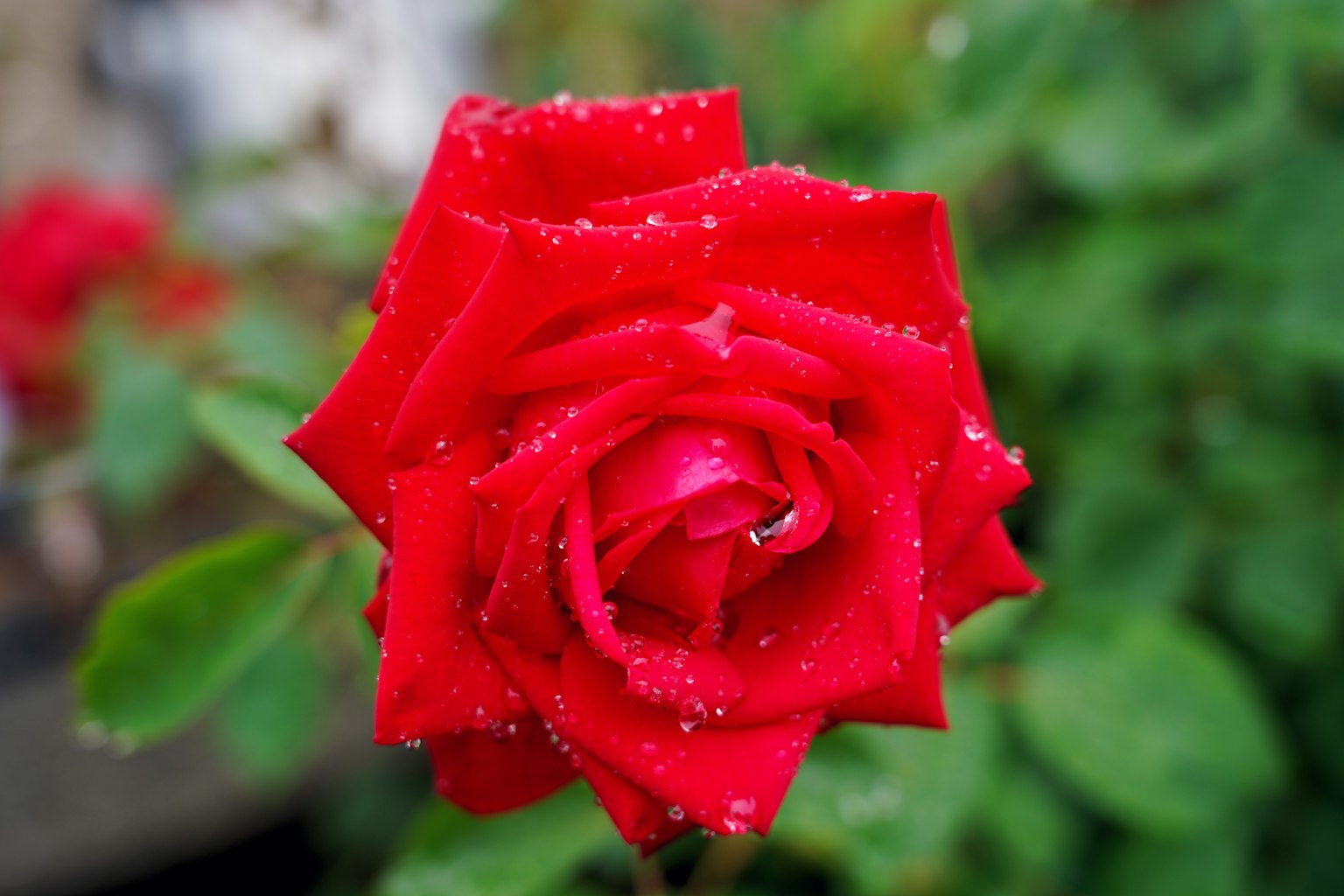 Belle rose rouge avec des gouttes sur ses pétales entourée de feuilles vertes