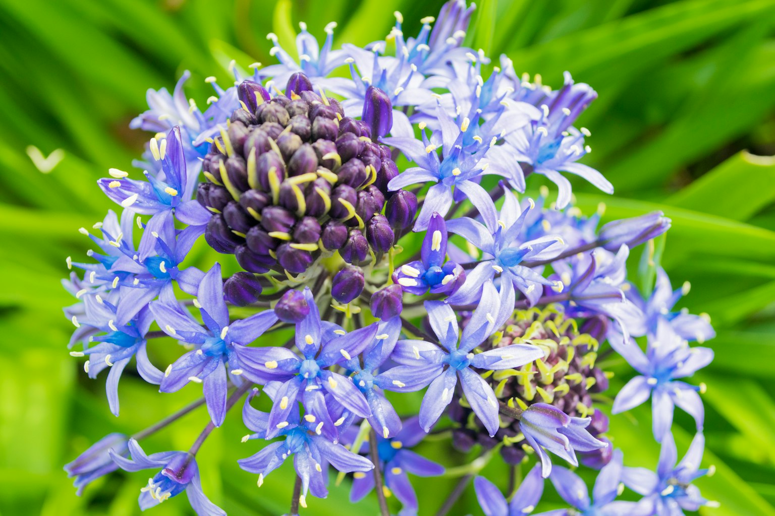Close-up of blue flowers with green leaves