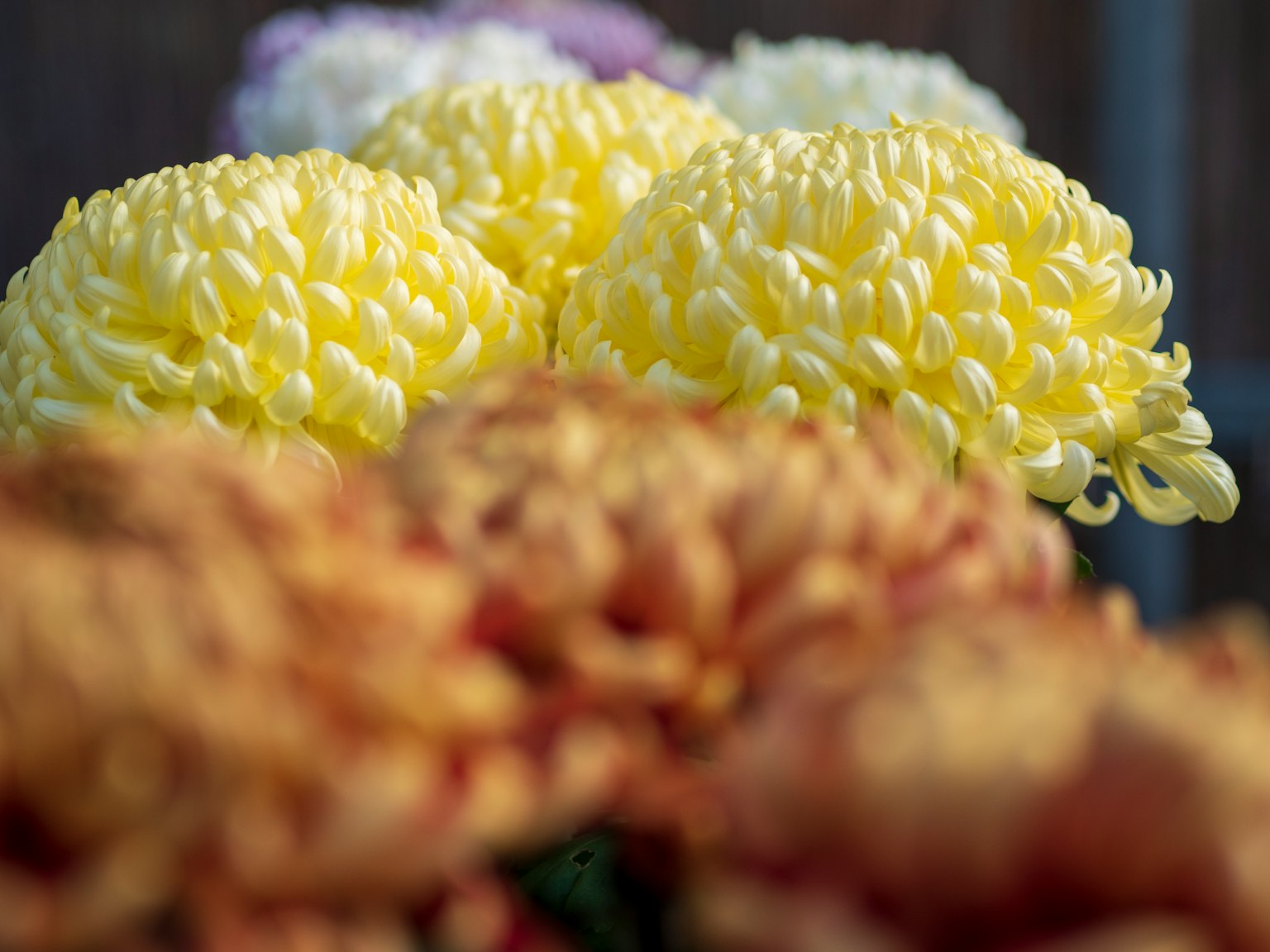 Gros plan sur des fleurs jaunes et orange avec des pétales doux au premier plan
