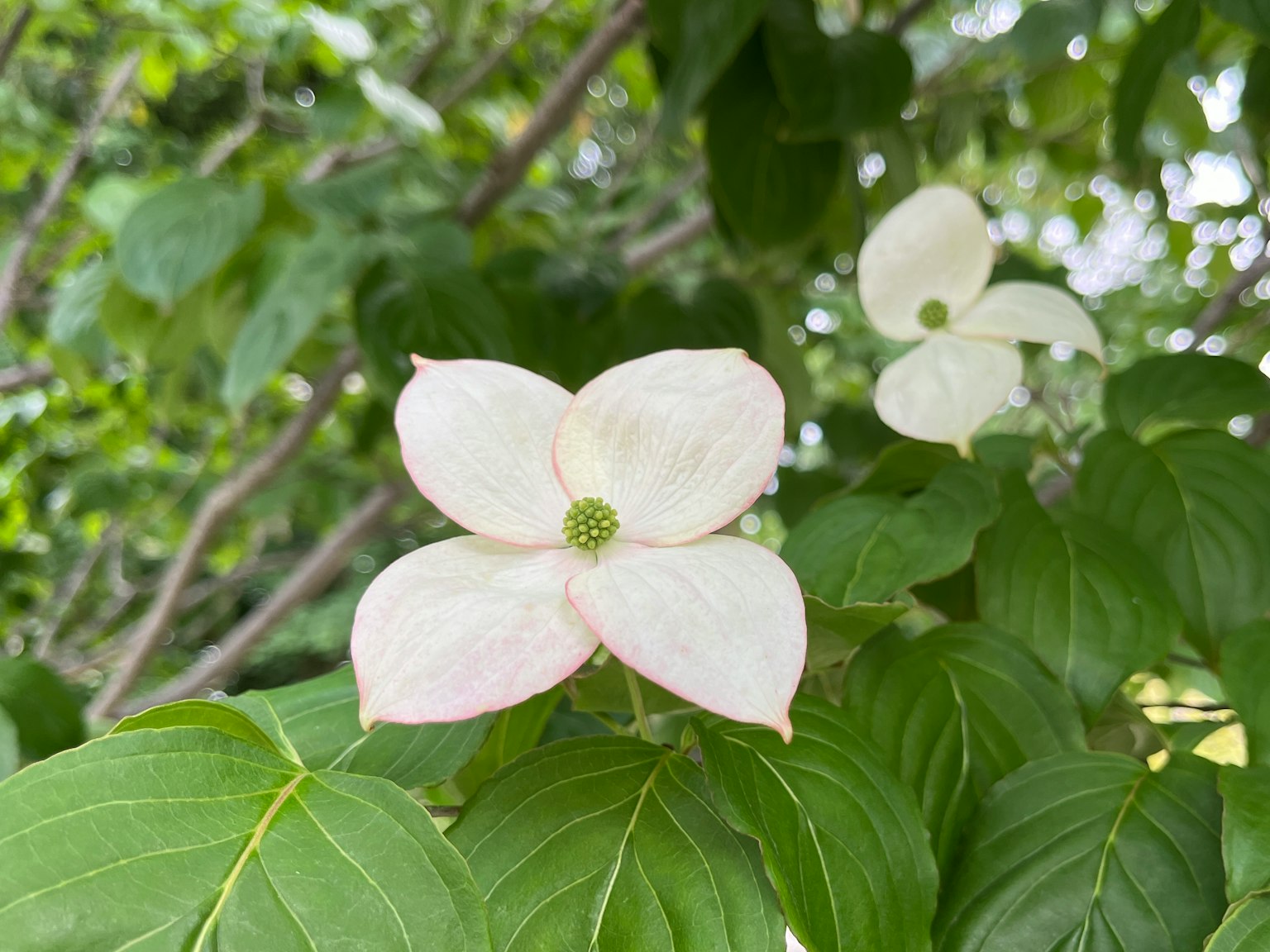 ดอกไม้สีขาวกับใบเขียวบนต้นไม้