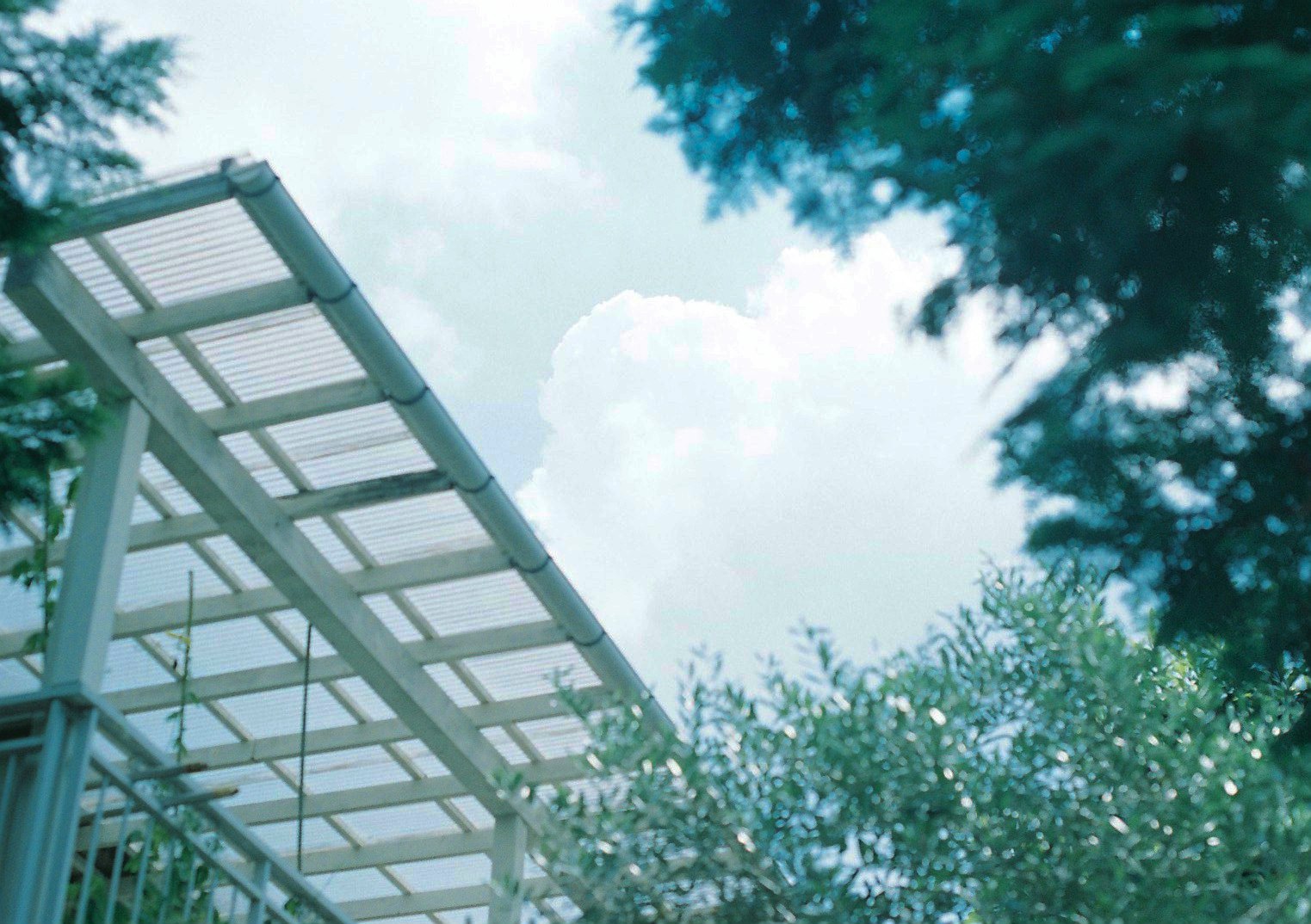 view upward through trees toward a glass-roof structure