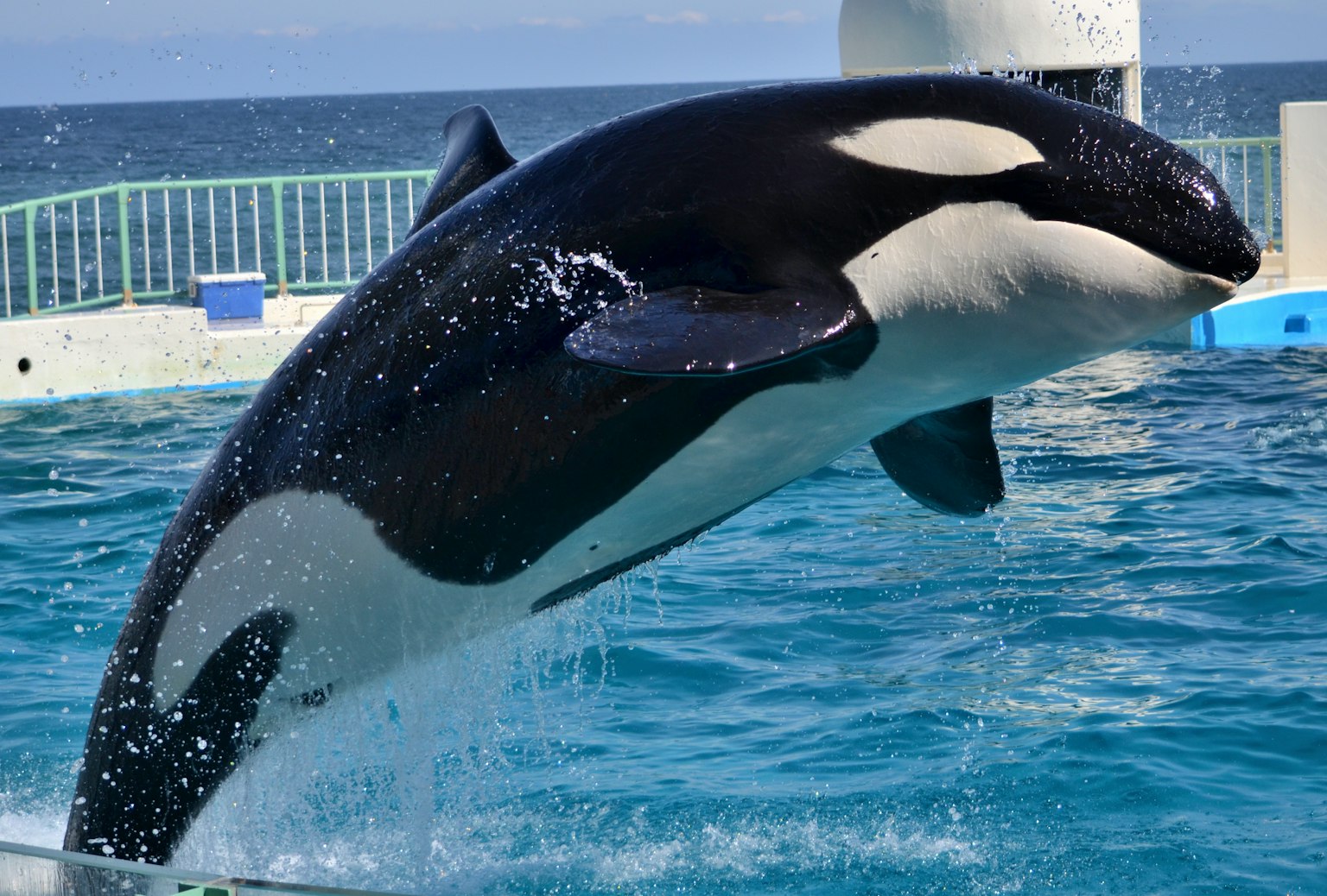 Orca saltando fuera del agua piscina azul y barrera visible en el fondo