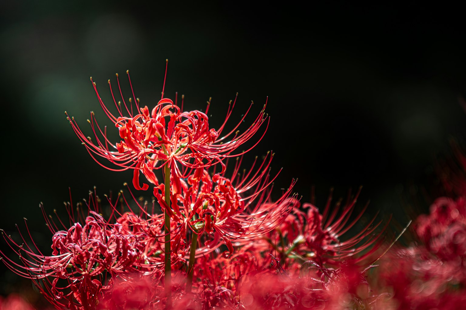 美麗的紅色彼岸花盛開的場景
