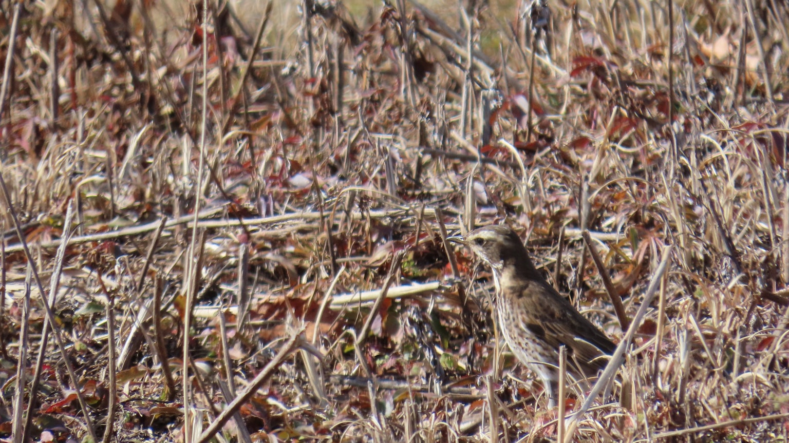 A small bird standing in a dry grassland