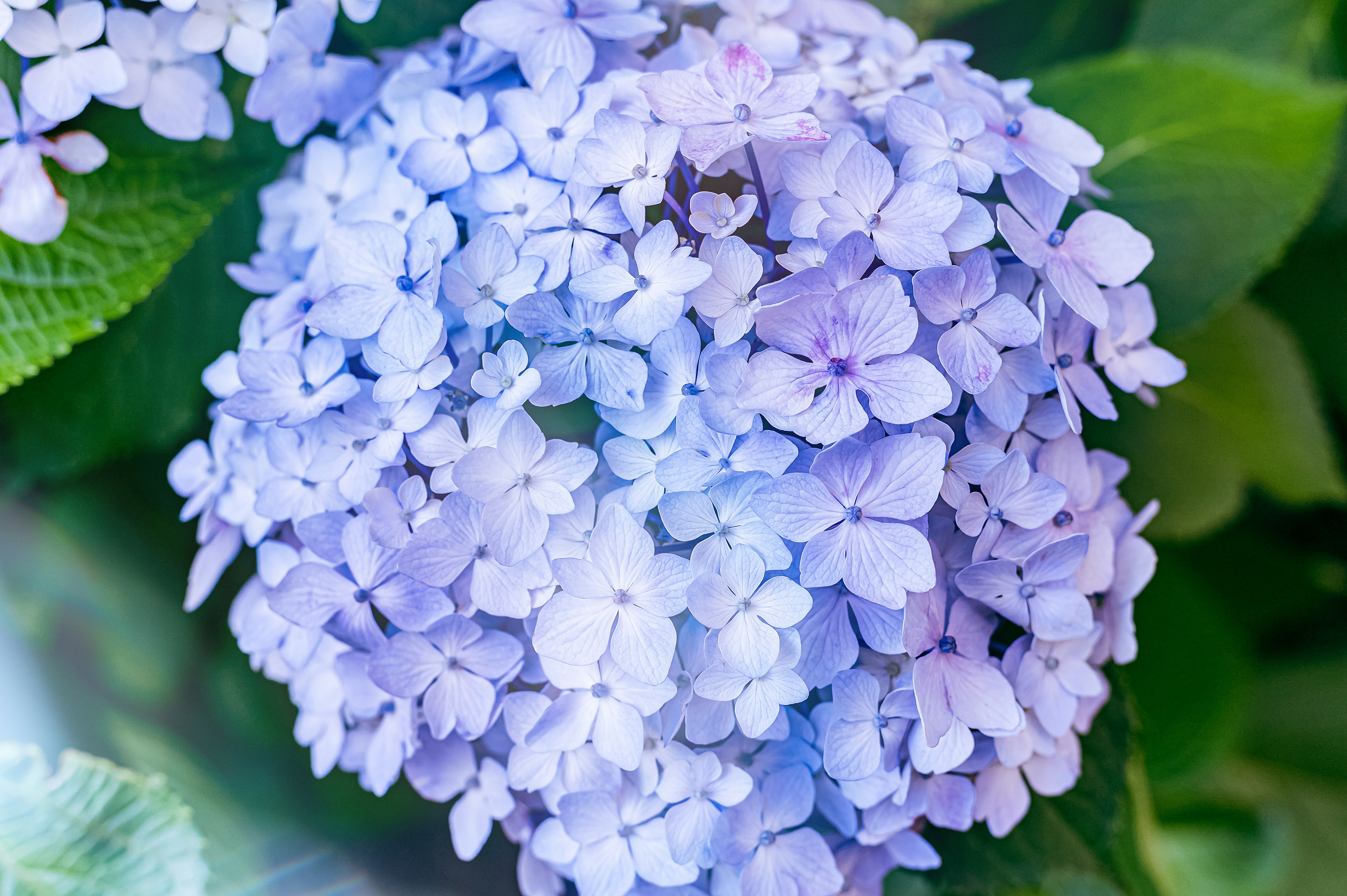 青いアジサイの花房と庭の葉