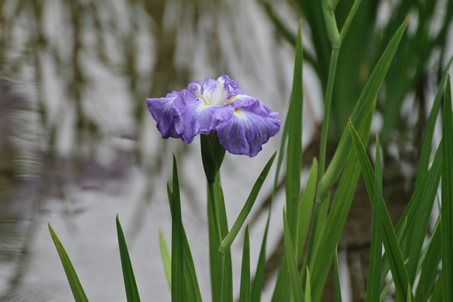 Lila Blume blüht am Wasser mit grünen Blättern