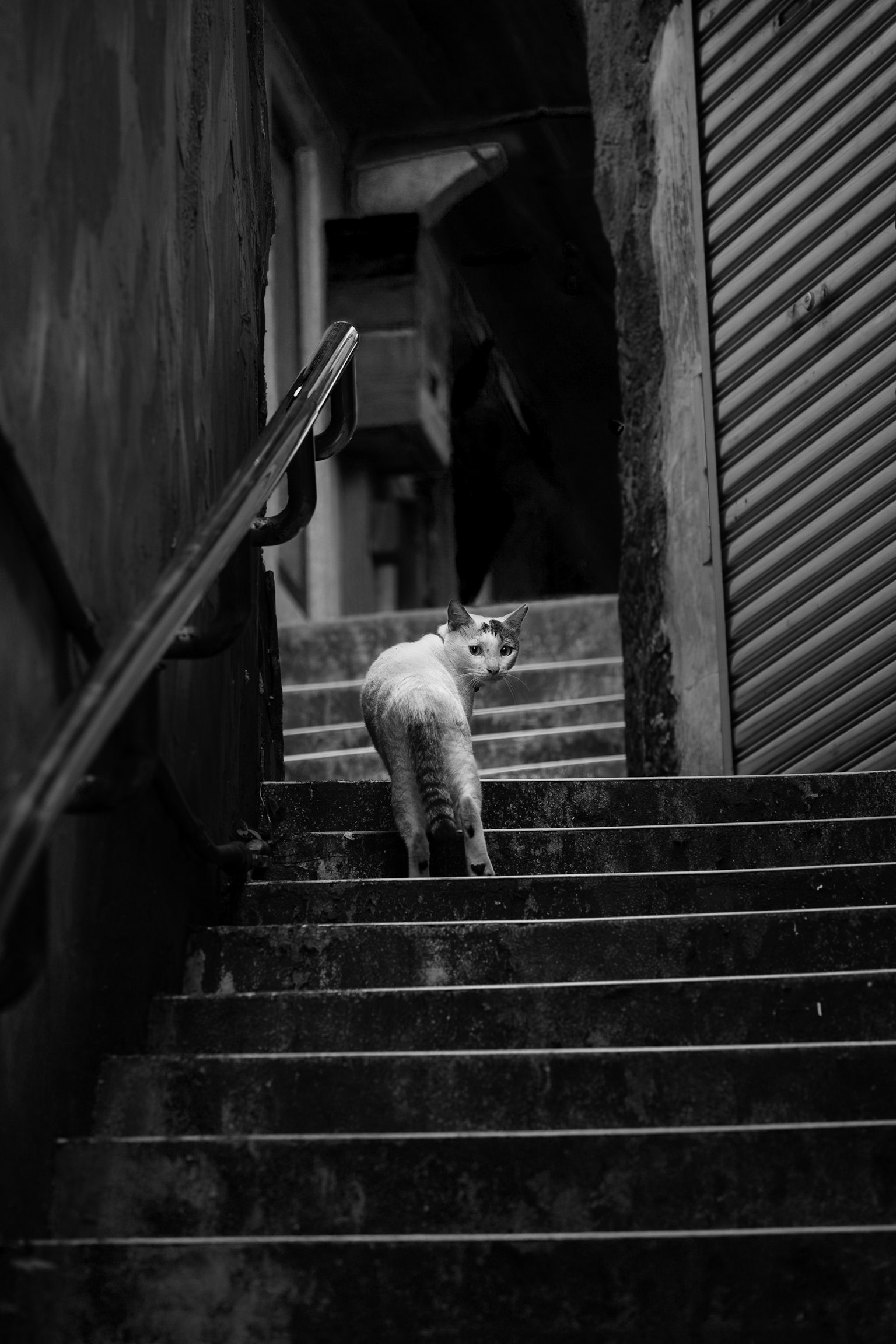 Schwarzweißfoto einer weißen Katze, die Treppen hinaufsteigt
