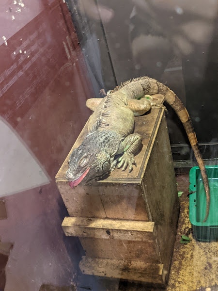 ガラス越しに見える爬虫類の入った木箱
