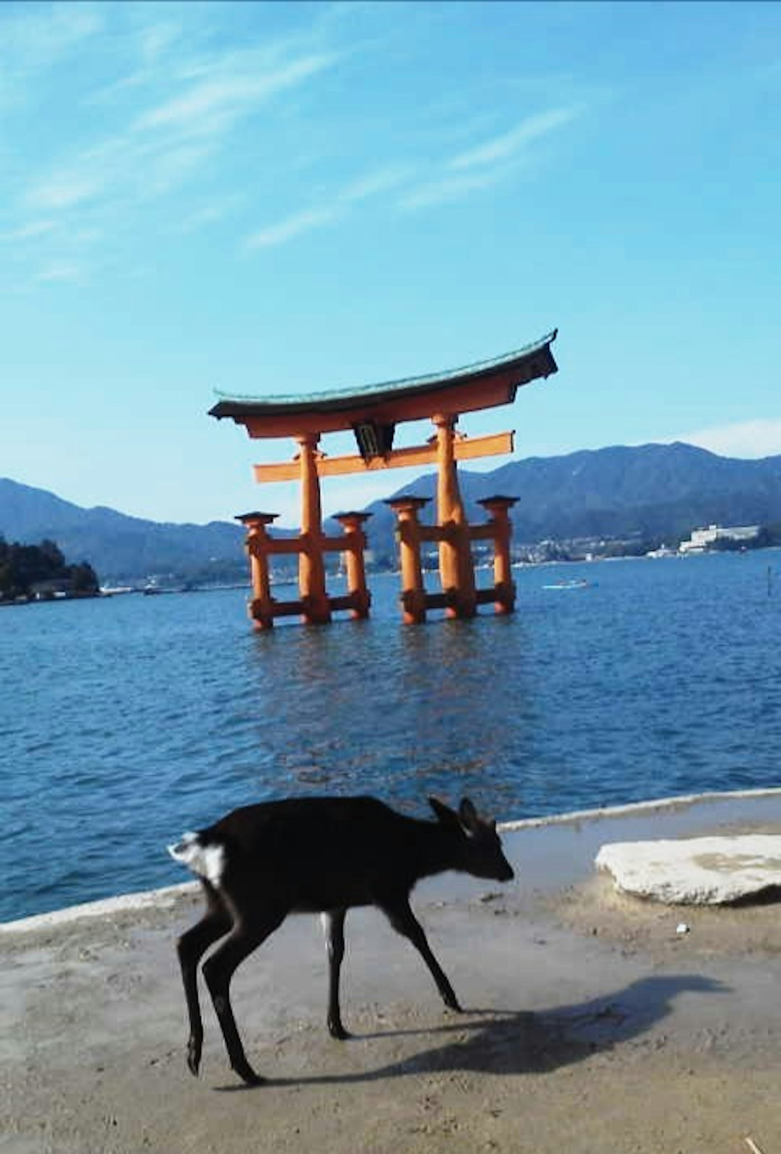 A black deer walking near a red torii gate by the water