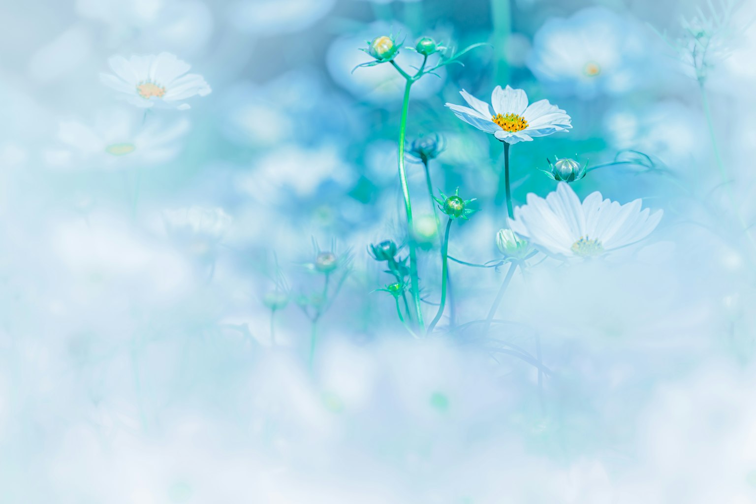 Image douce de fleurs blanches s'épanouissant sur un fond bleu